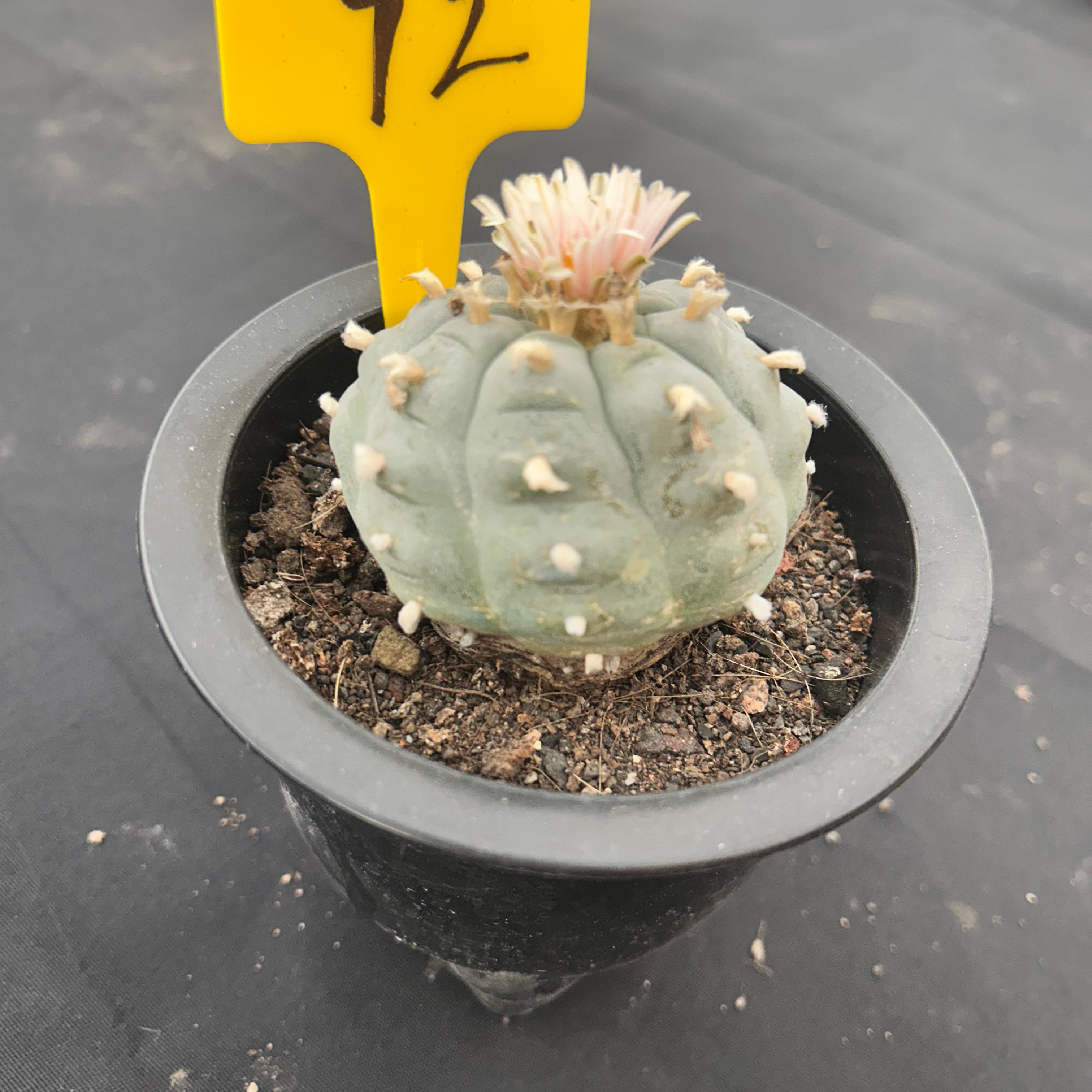 6cm（WYSIWYG）Lophophora williamsii （Japanese white）6-8 years old Number 72