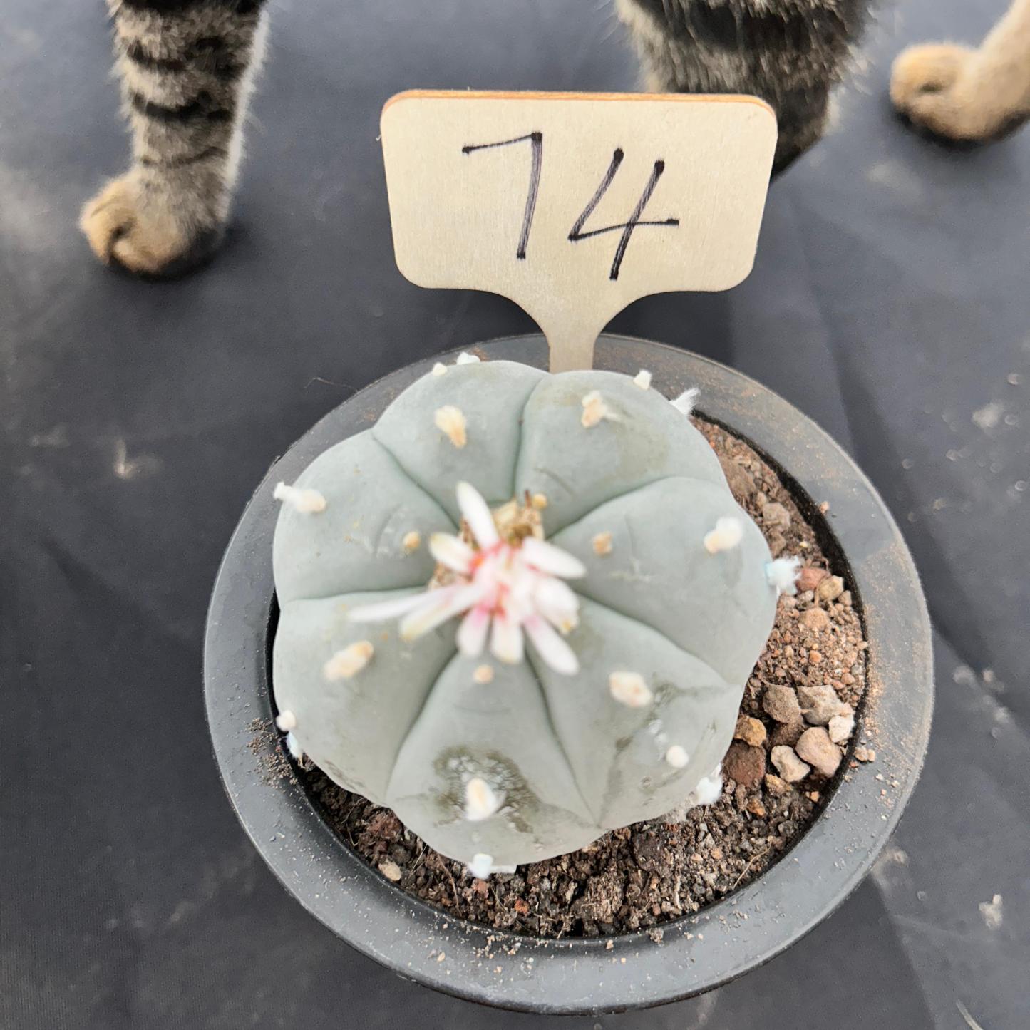 7cm（WYSIWYG）Lophophora williamsii （Japanese white）6-8 years old Number 74