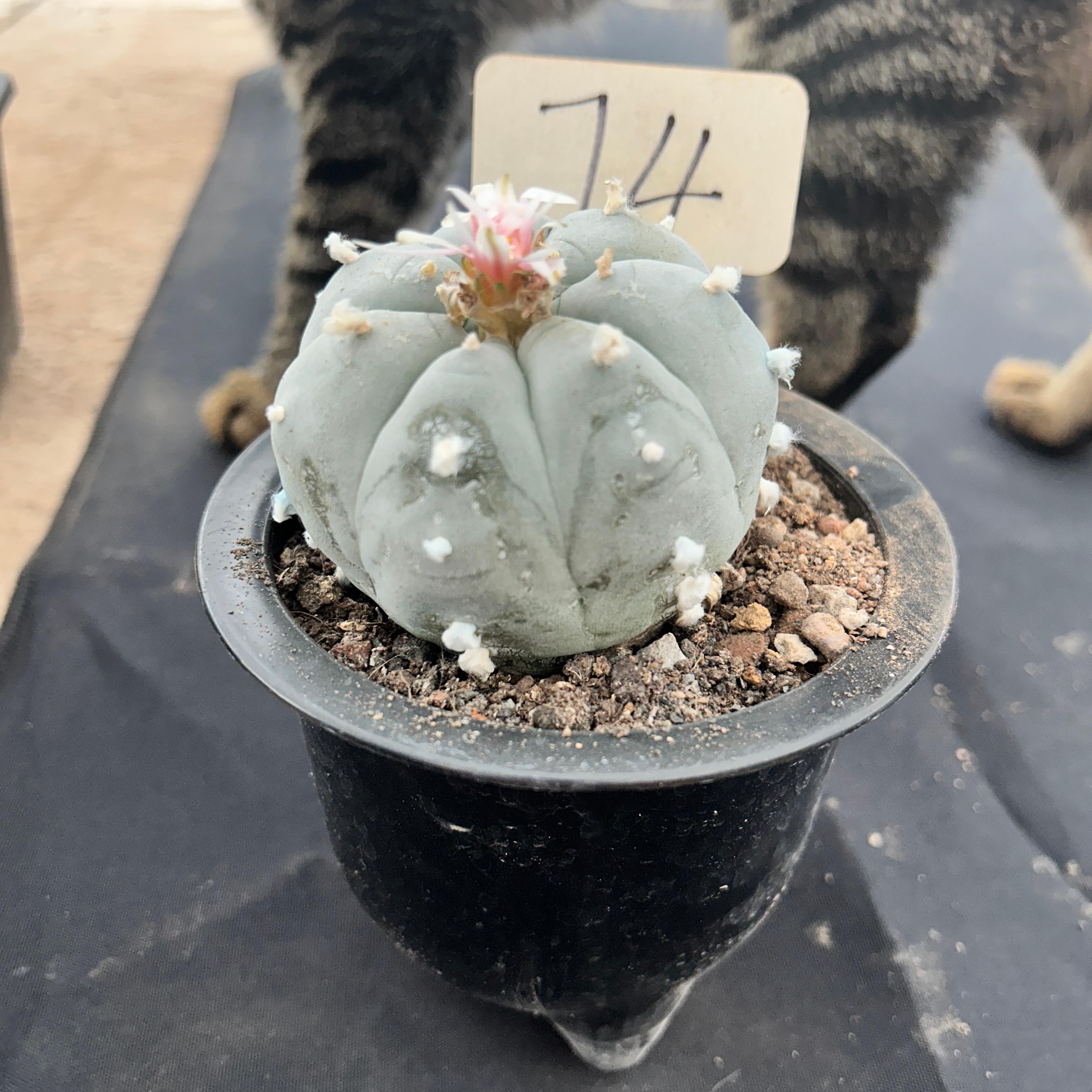 7cm（WYSIWYG）Lophophora williamsii （Japanese white）6-8 years old Number 74