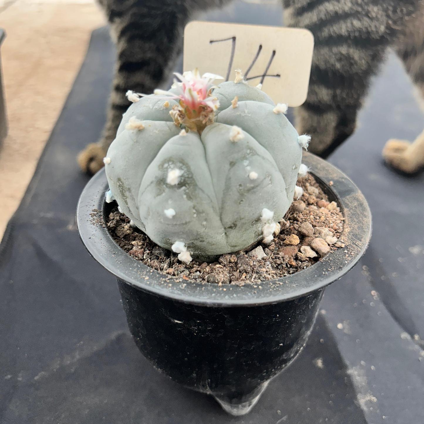 7cm（WYSIWYG）Lophophora williamsii （Japanese white）6-8 years old Number 74