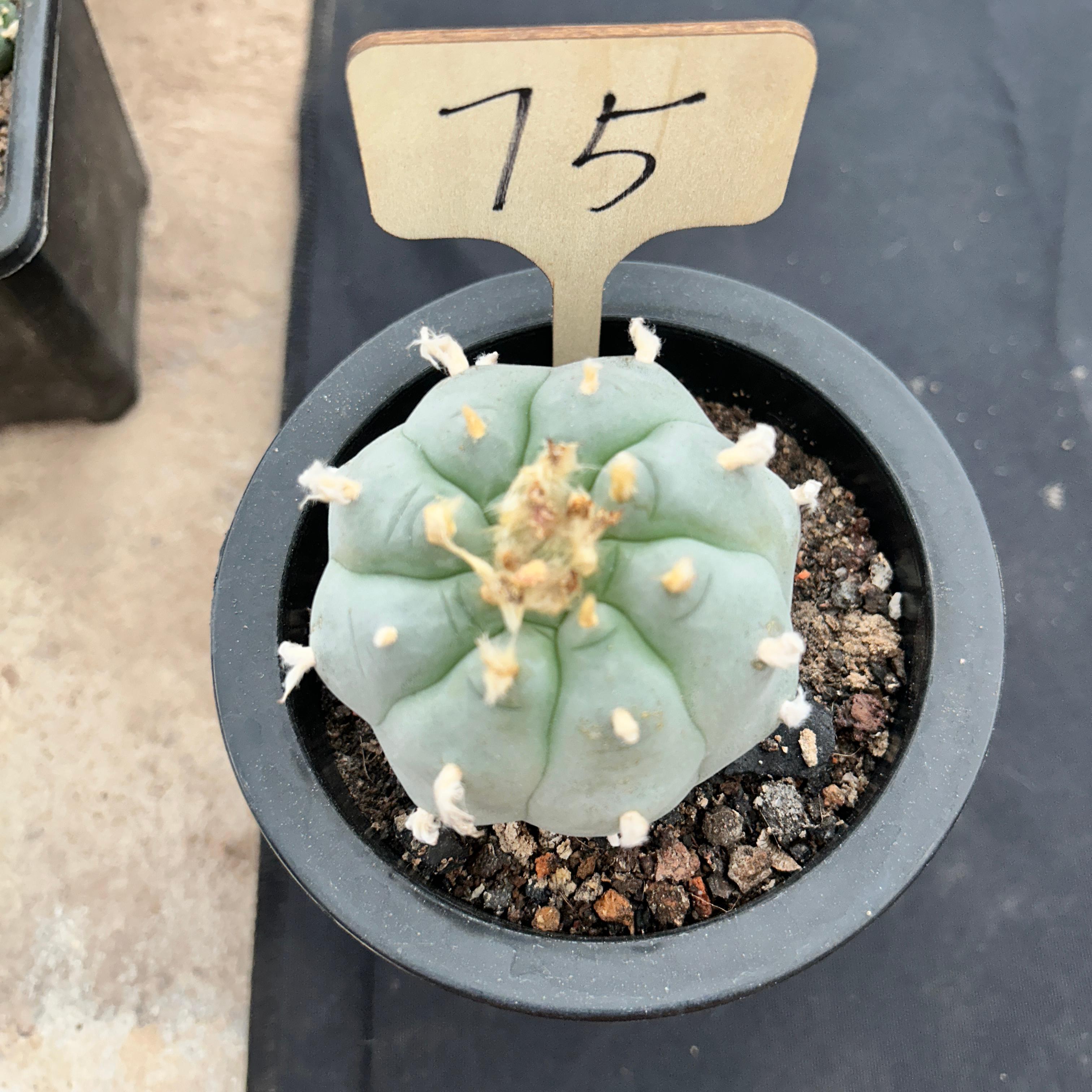 7cm（WYSIWYG）Lophophora williamsii （Japanese white）6-8 years old Number 75