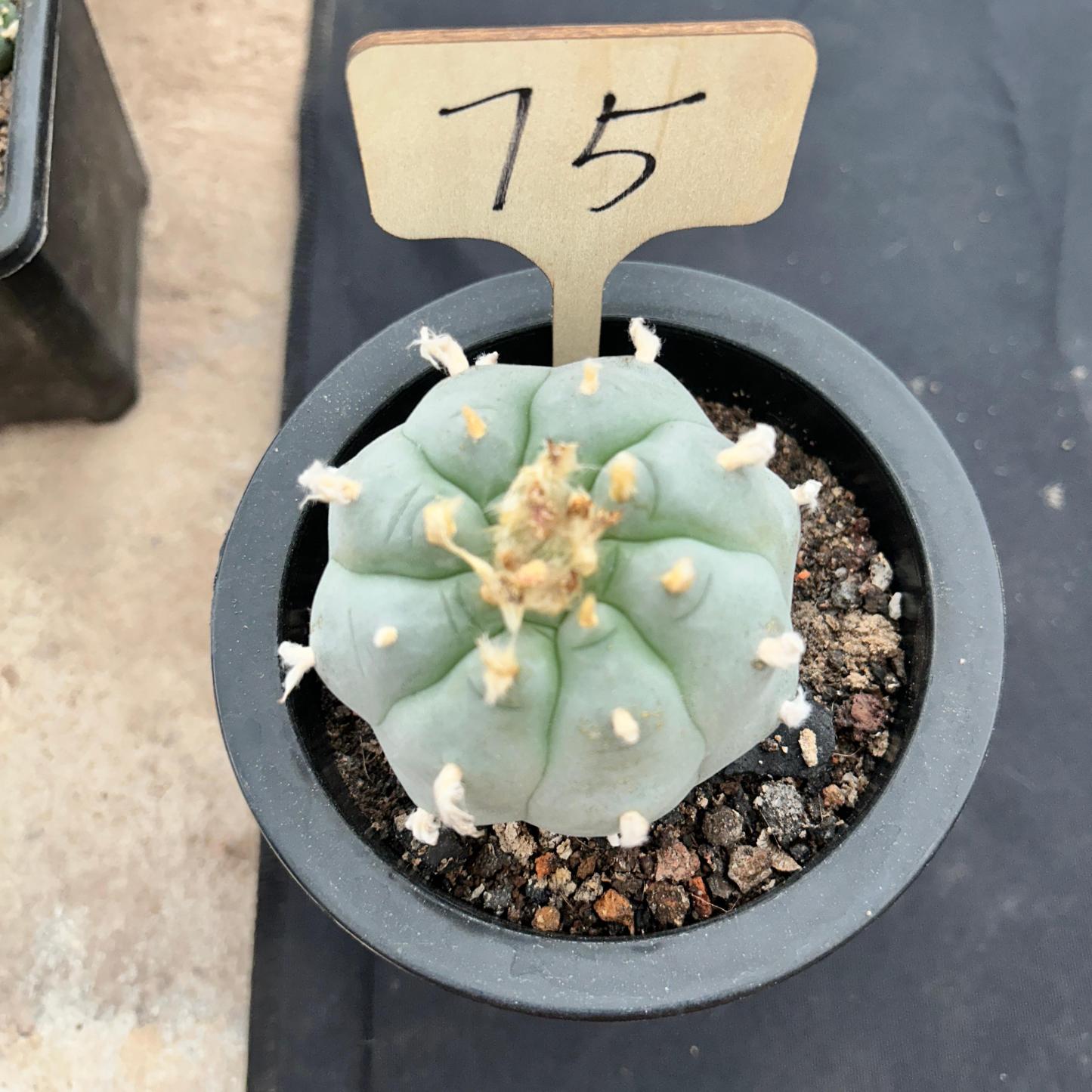 7cm（WYSIWYG）Lophophora williamsii （Japanese white）6-8 years old Number 75