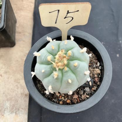 7cm（WYSIWYG）Lophophora williamsii （Japanese white）6-8 years old Number 75