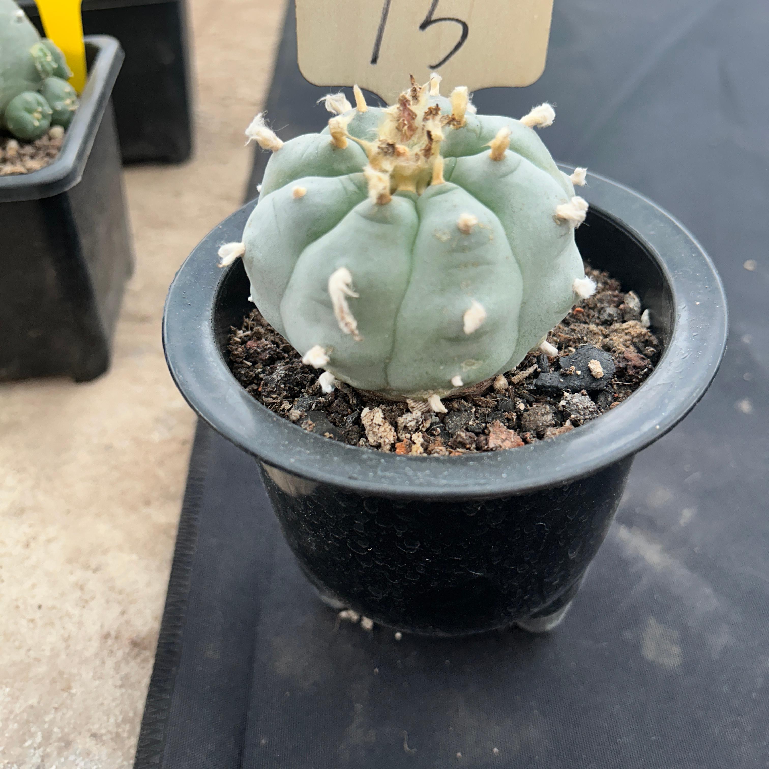 7cm（WYSIWYG）Lophophora williamsii （Japanese white）6-8 years old Number 75