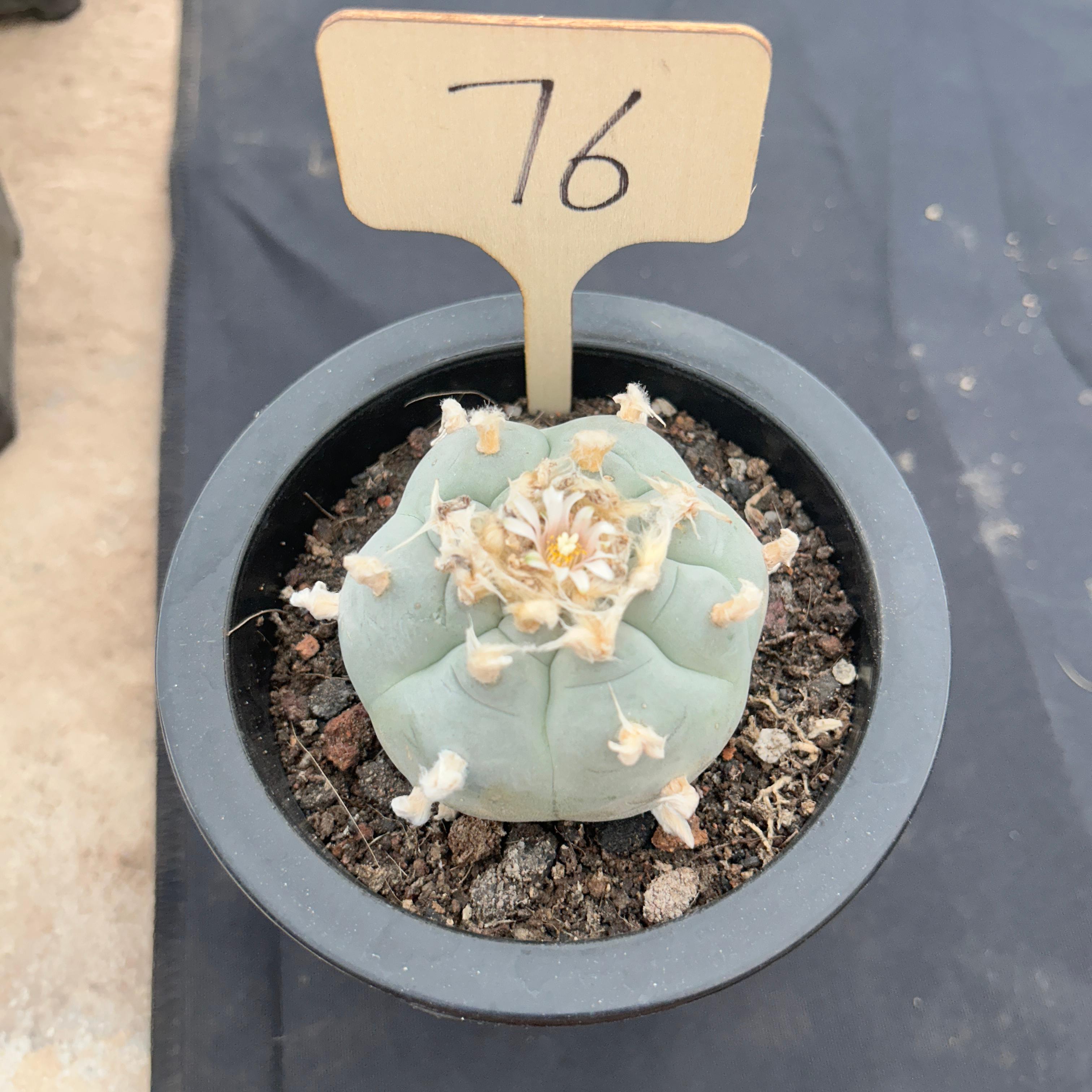 6cm（WYSIWYG）Lophophora williamsii （Japanese white）6-8 years old Number 76