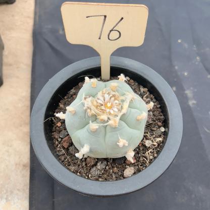 6cm（WYSIWYG）Lophophora williamsii （Japanese white）6-8 years old Number 76