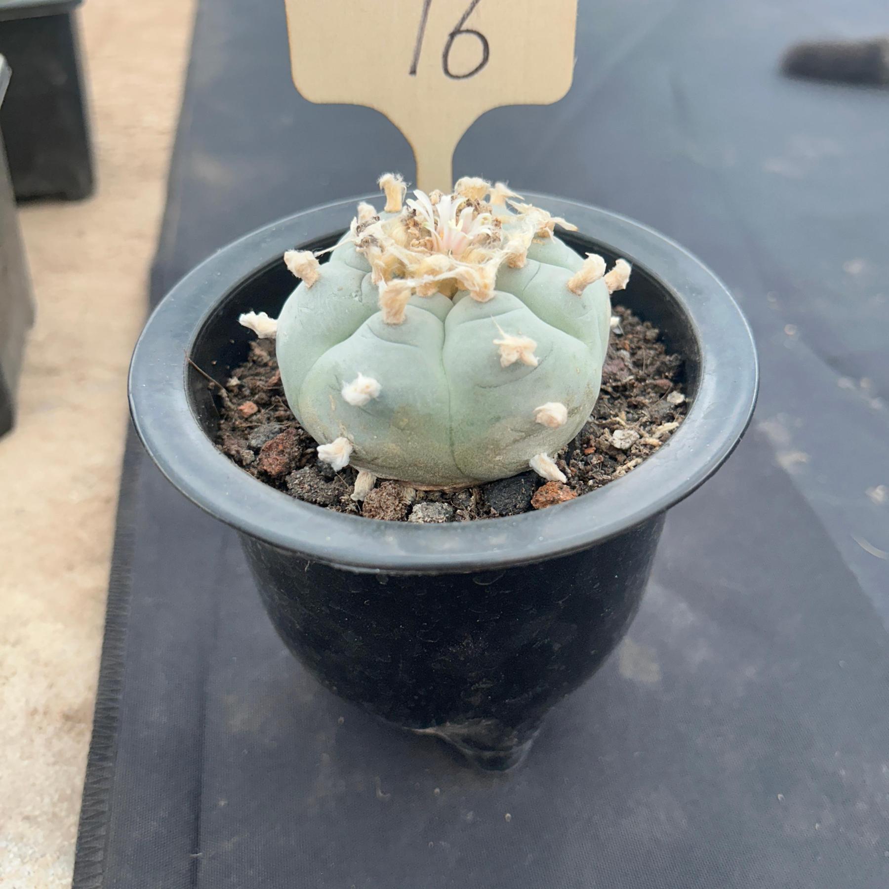 6cm（WYSIWYG）Lophophora williamsii （Japanese white）6-8 years old Number 76