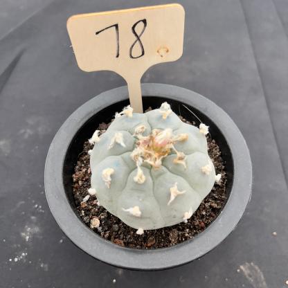 7cm（WYSIWYG）Lophophora williamsii （Japanese white）6-8 years old Number 78