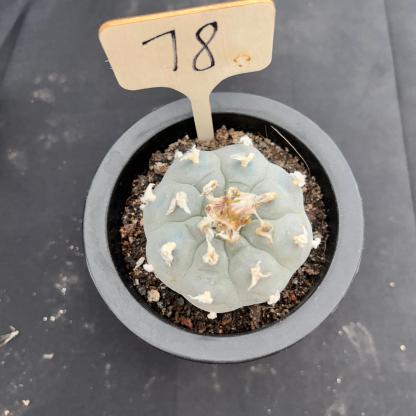 7cm（WYSIWYG）Lophophora williamsii （Japanese white）6-8 years old Number 78