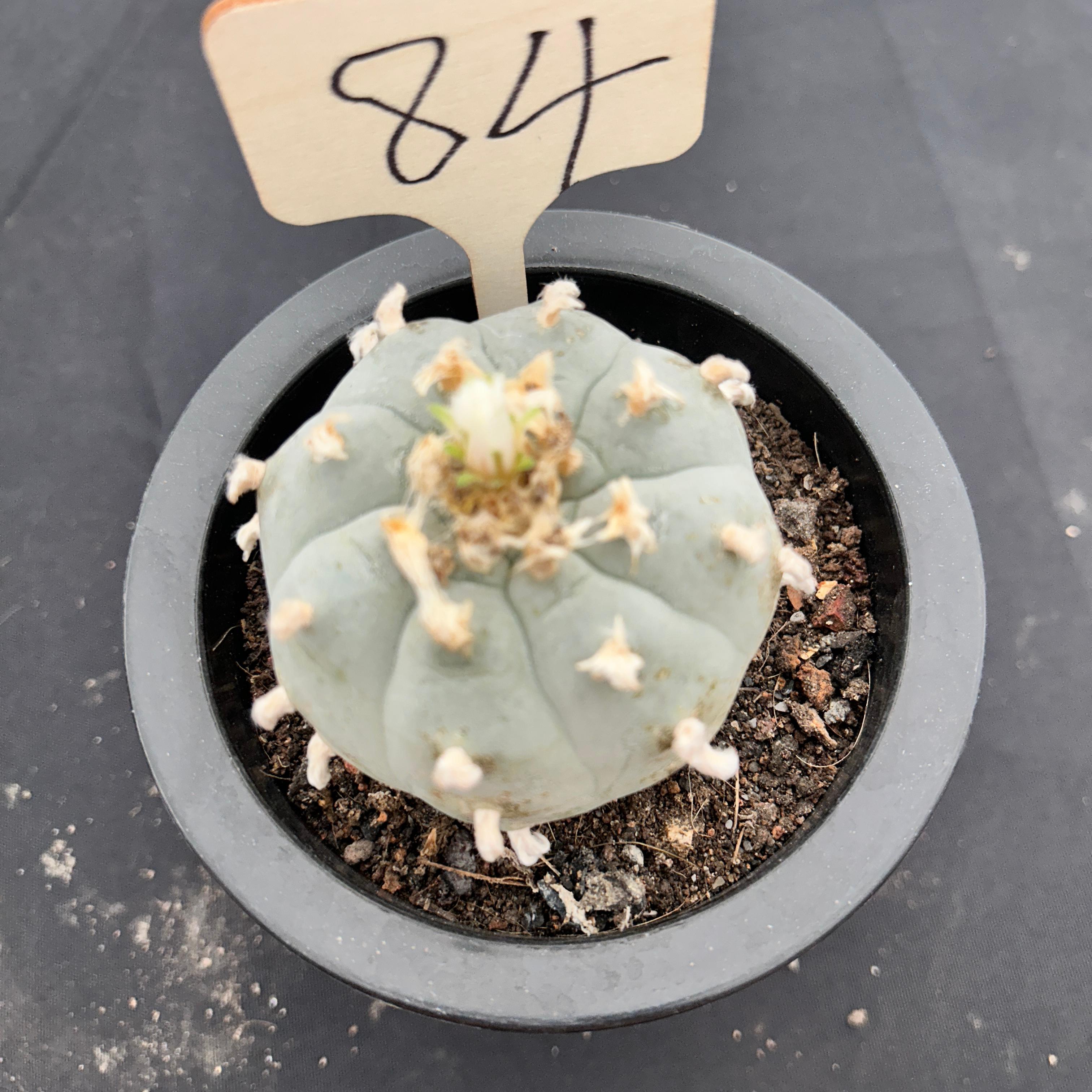7cm（WYSIWYG）Lophophora williamsii （Japanese white）6-8 years old Number 84