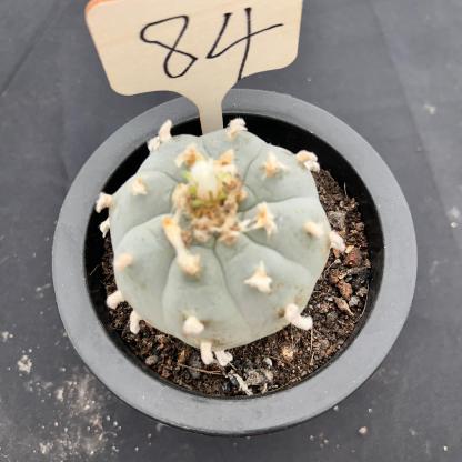 7cm（WYSIWYG）Lophophora williamsii （Japanese white）6-8 years old Number 84