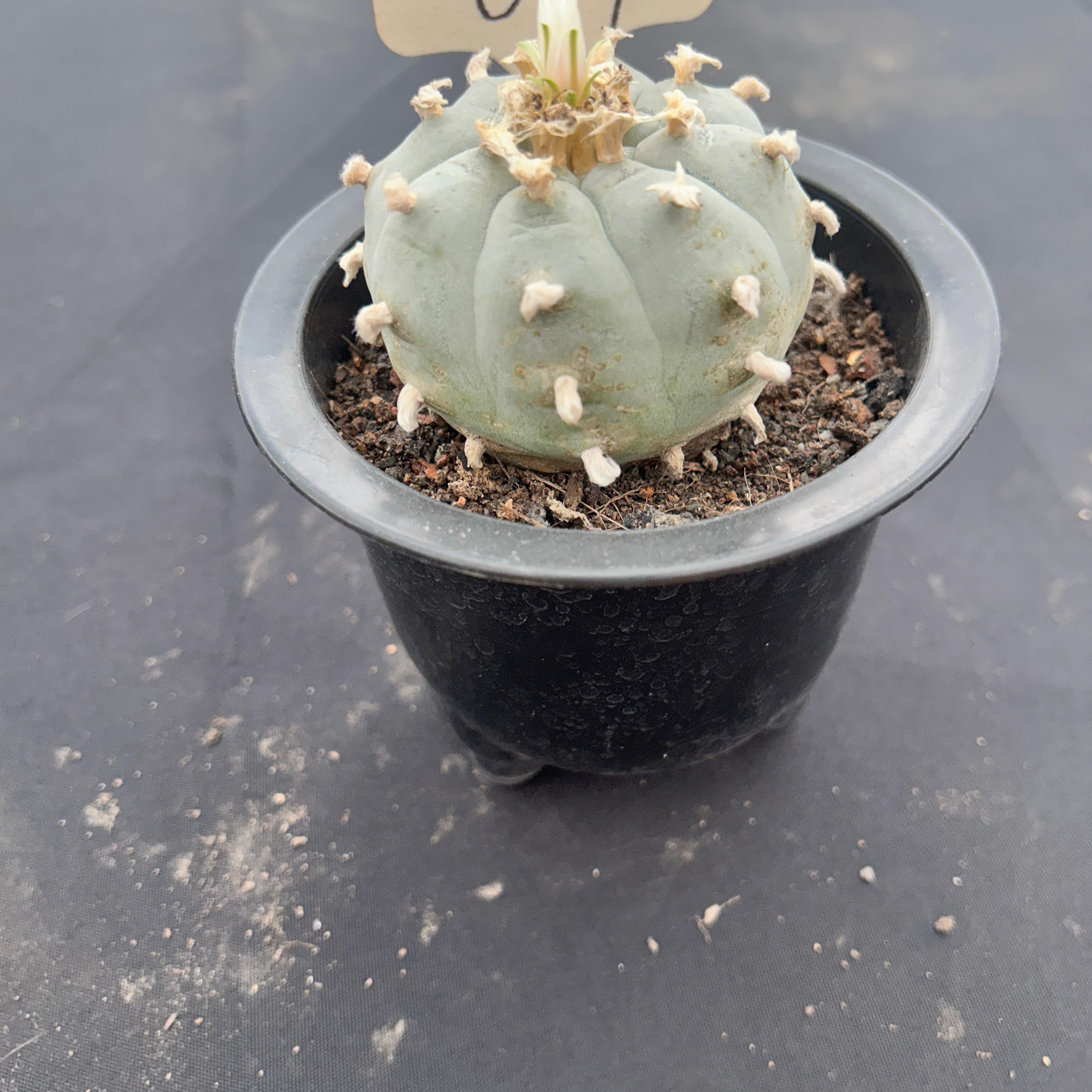 7cm（WYSIWYG）Lophophora williamsii （Japanese white）6-8 years old Number 84