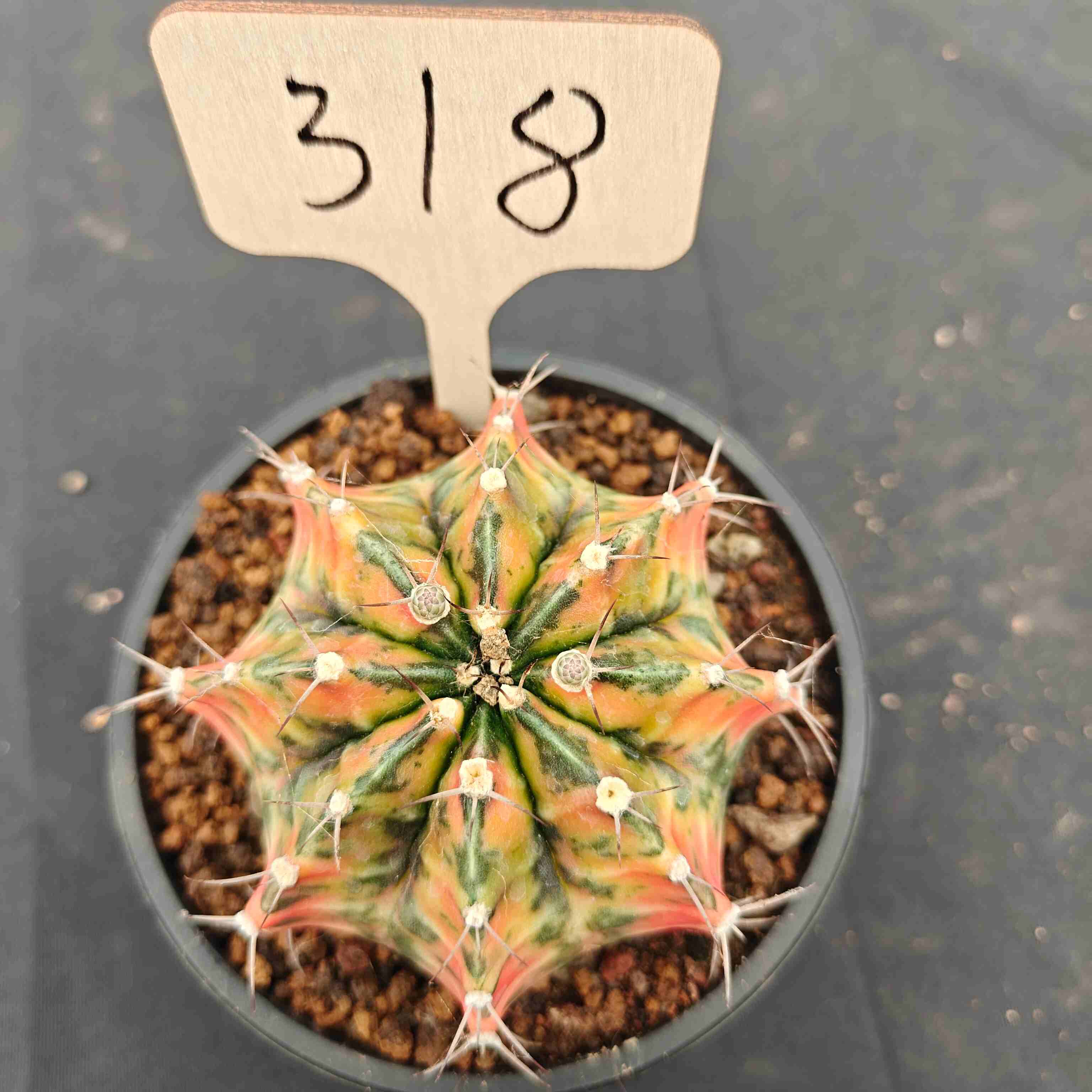 （WYSIWYG）Gymnocalycium mihanovichii var.（Thai Imported ）318