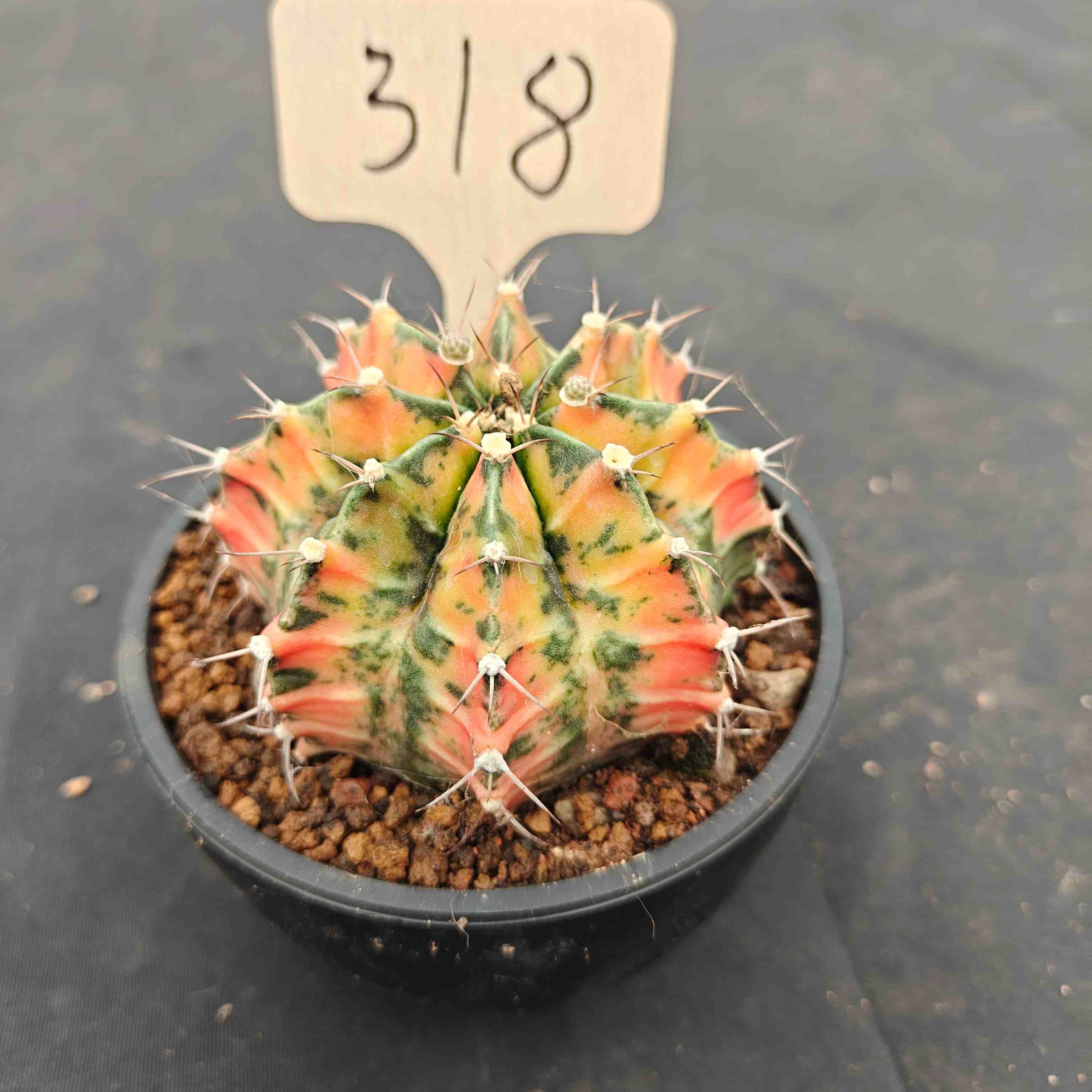 （WYSIWYG）Gymnocalycium mihanovichii var.（Thai Imported ）318
