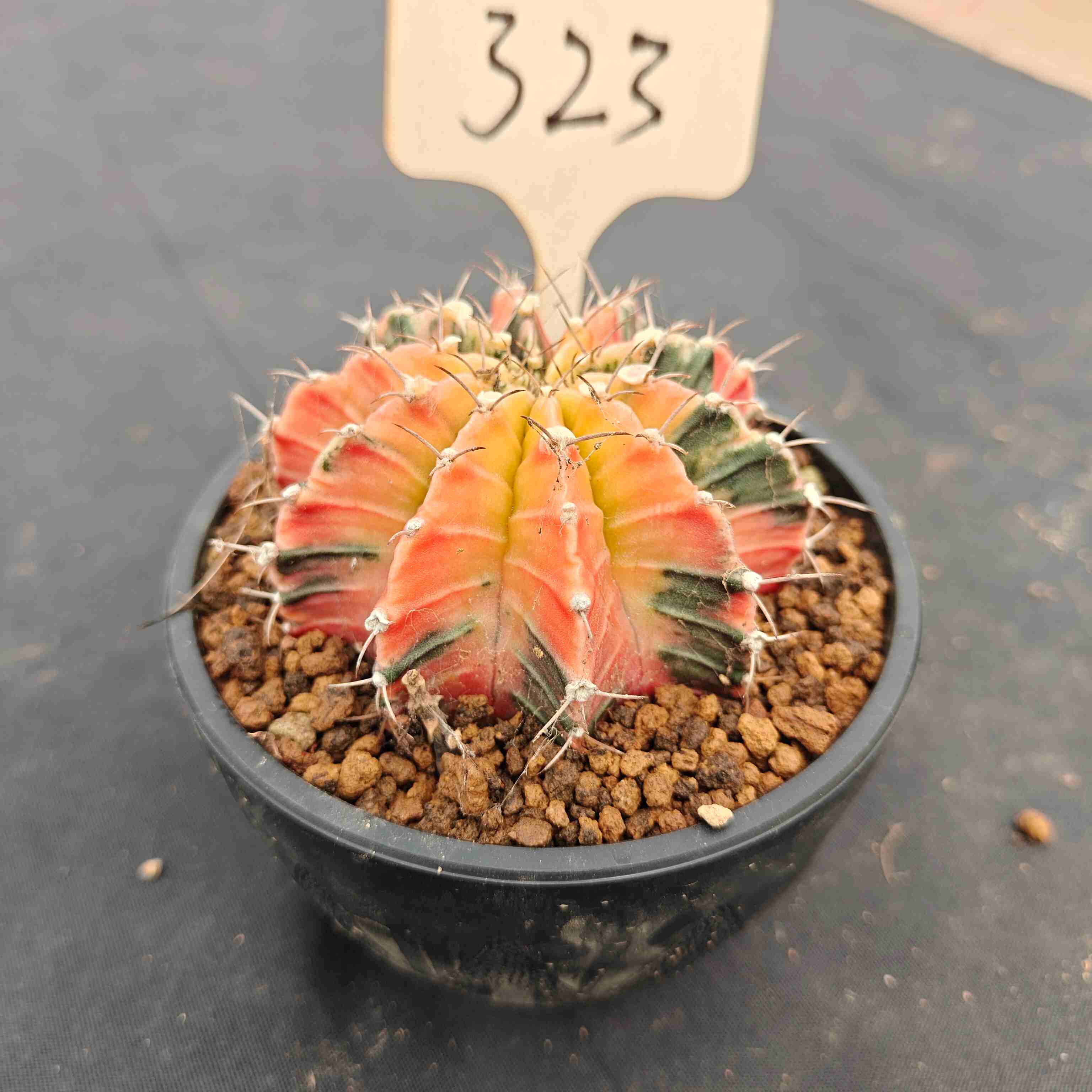 （WYSIWYG）Gymnocalycium mihanovichii var.（Thai Imported ）323