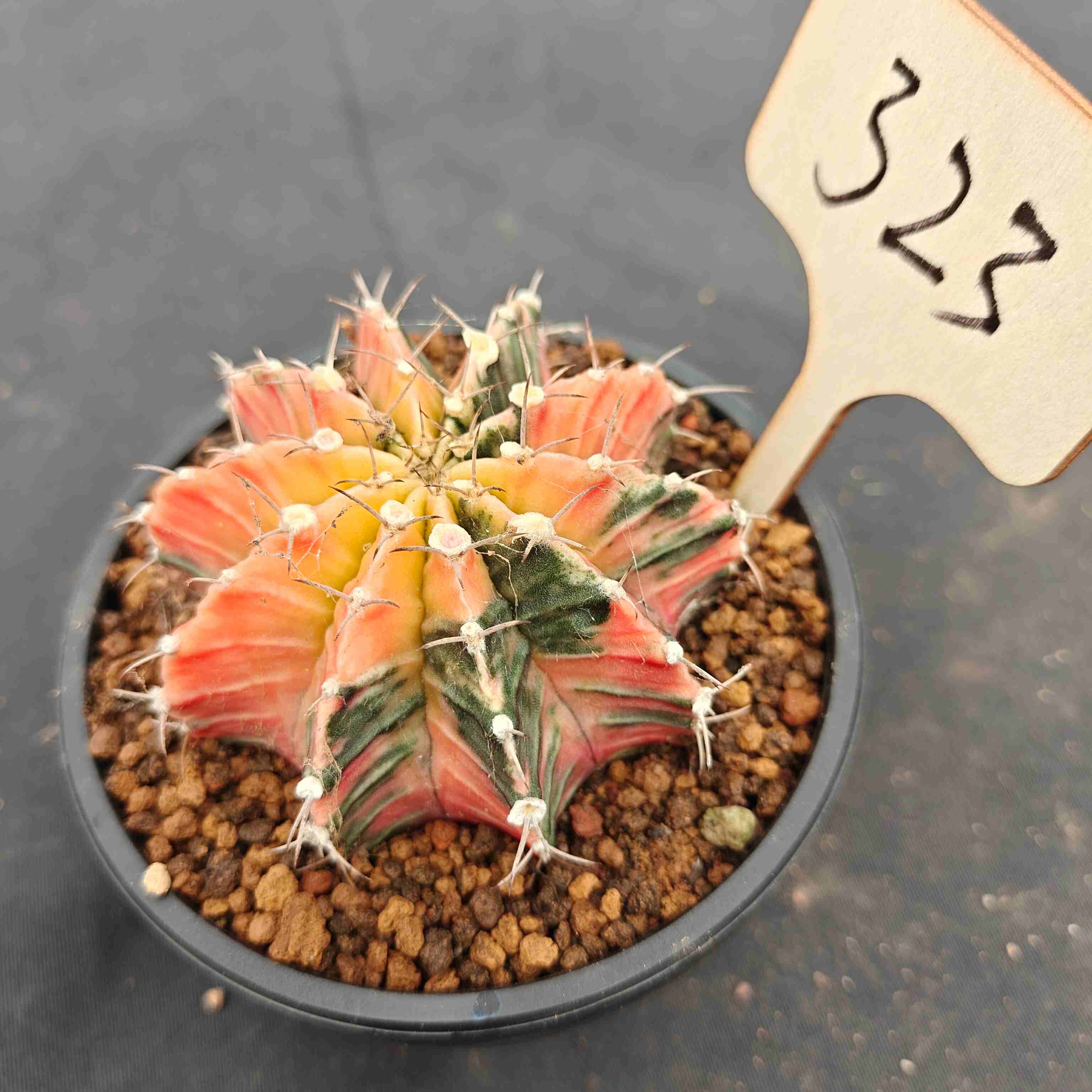 （WYSIWYG）Gymnocalycium mihanovichii var.（Thai Imported ）323