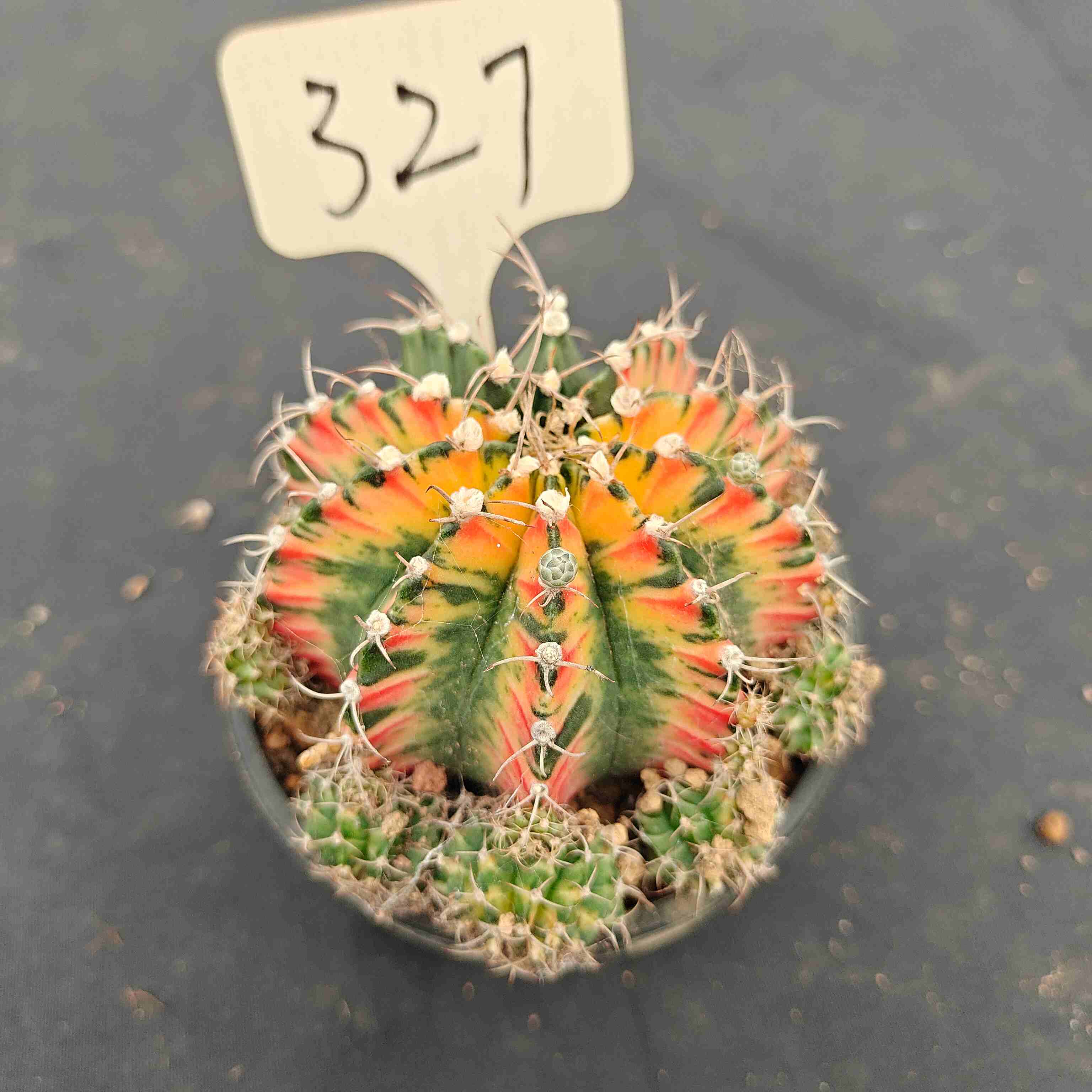 （WYSIWYG）Gymnocalycium mihanovichii var.（Thai Imported ）327