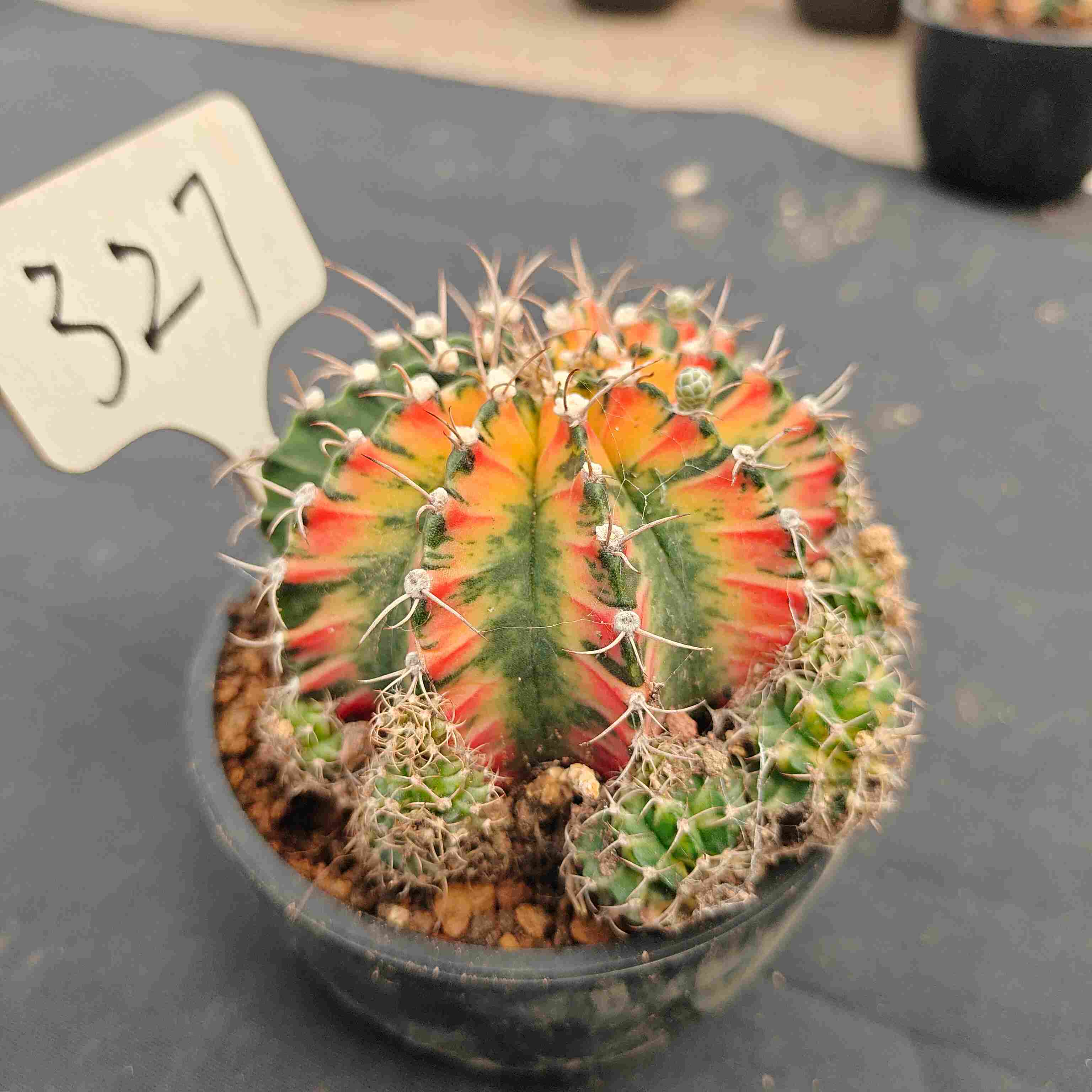 （WYSIWYG）Gymnocalycium mihanovichii var.（Thai Imported ）327
