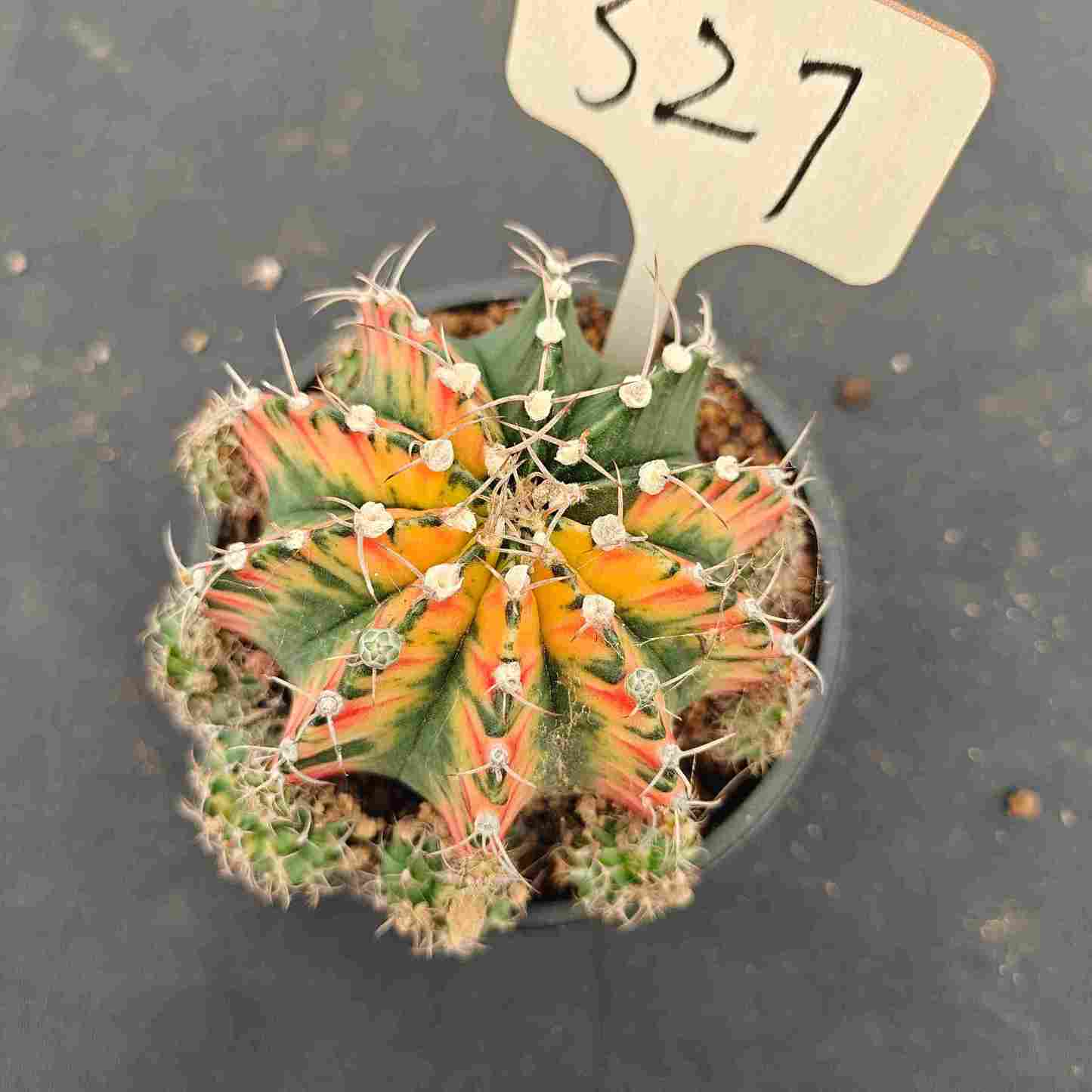 （WYSIWYG）Gymnocalycium mihanovichii var.（Thai Imported ）327