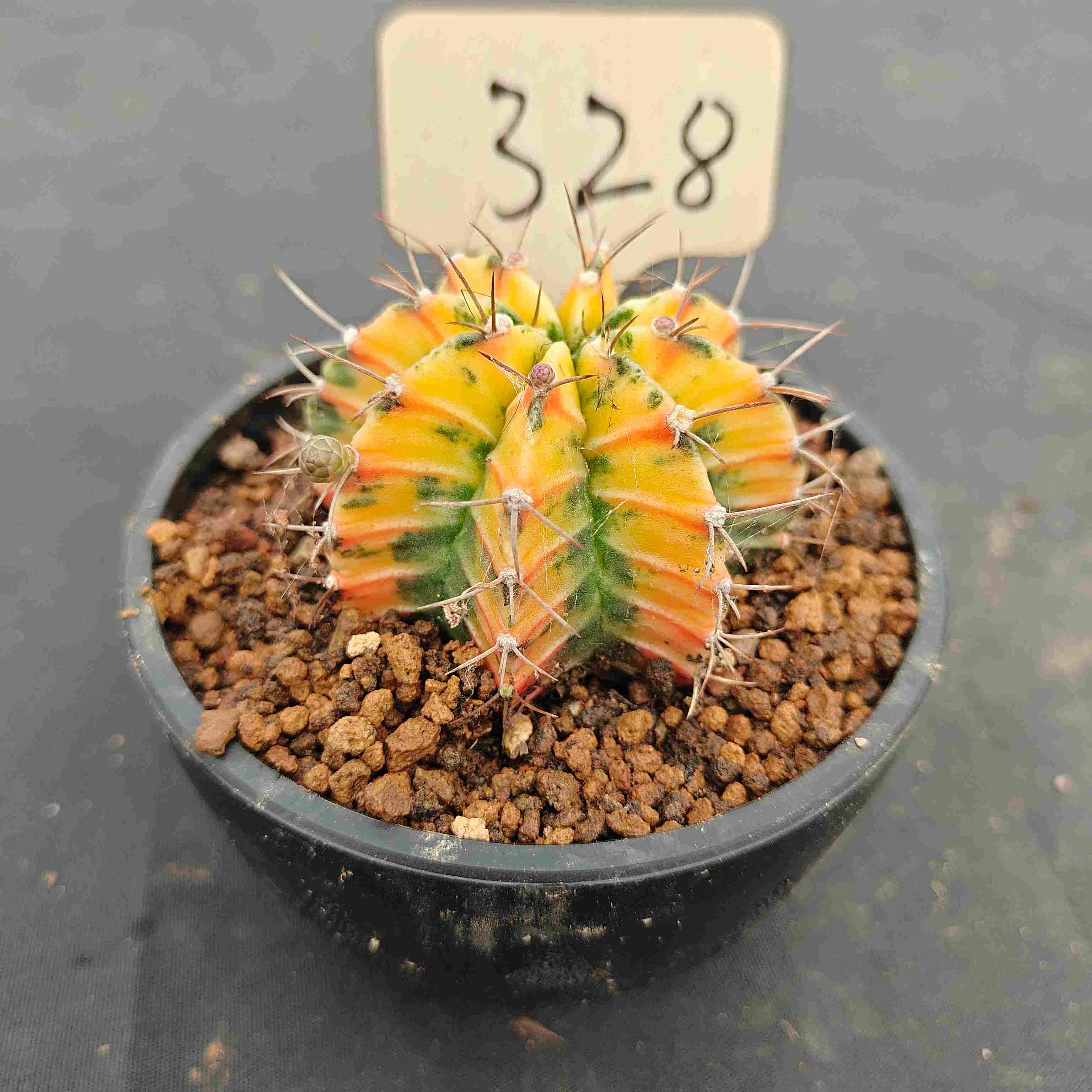 （WYSIWYG）Gymnocalycium mihanovichii var.（Thai Imported ）328