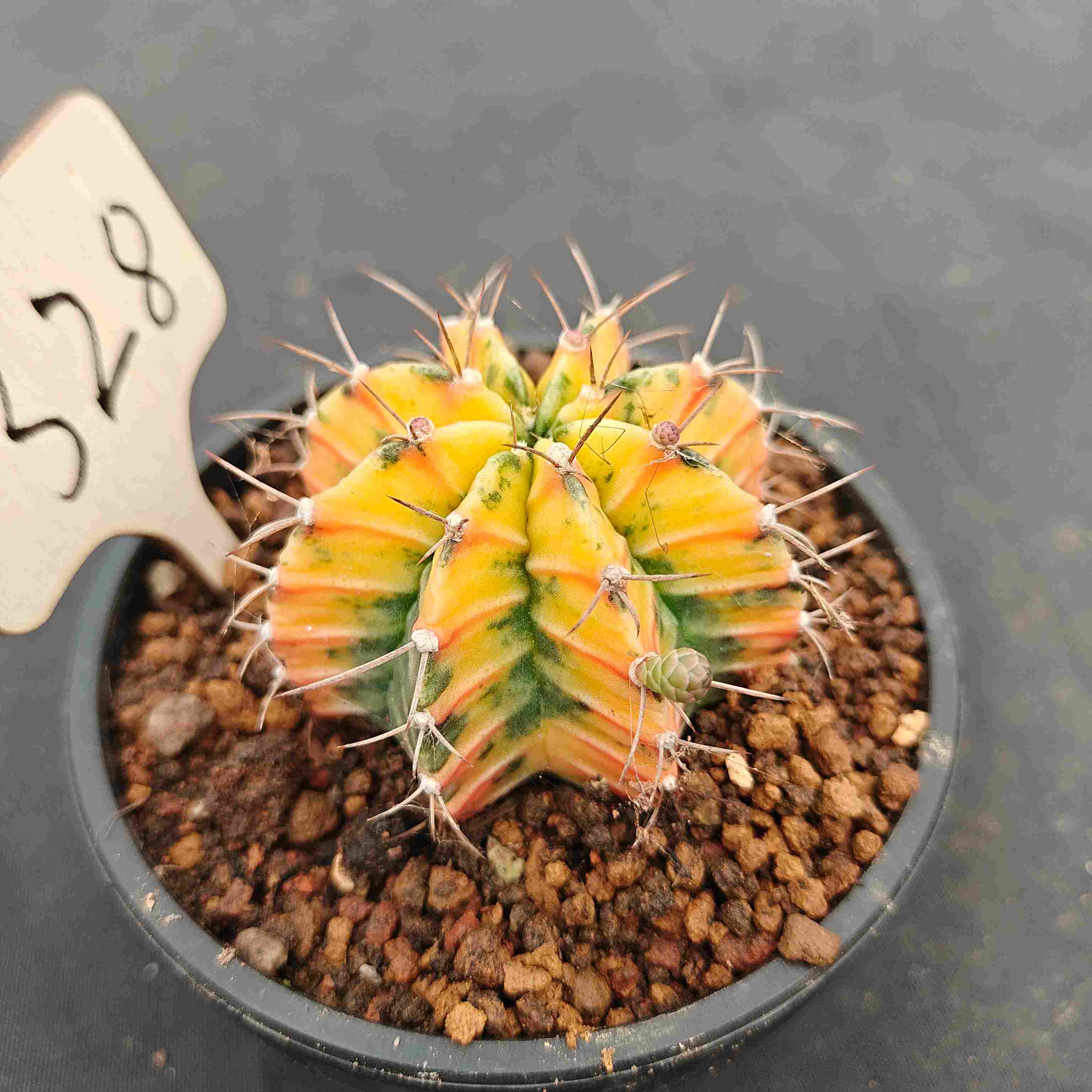 （WYSIWYG）Gymnocalycium mihanovichii var.（Thai Imported ）328