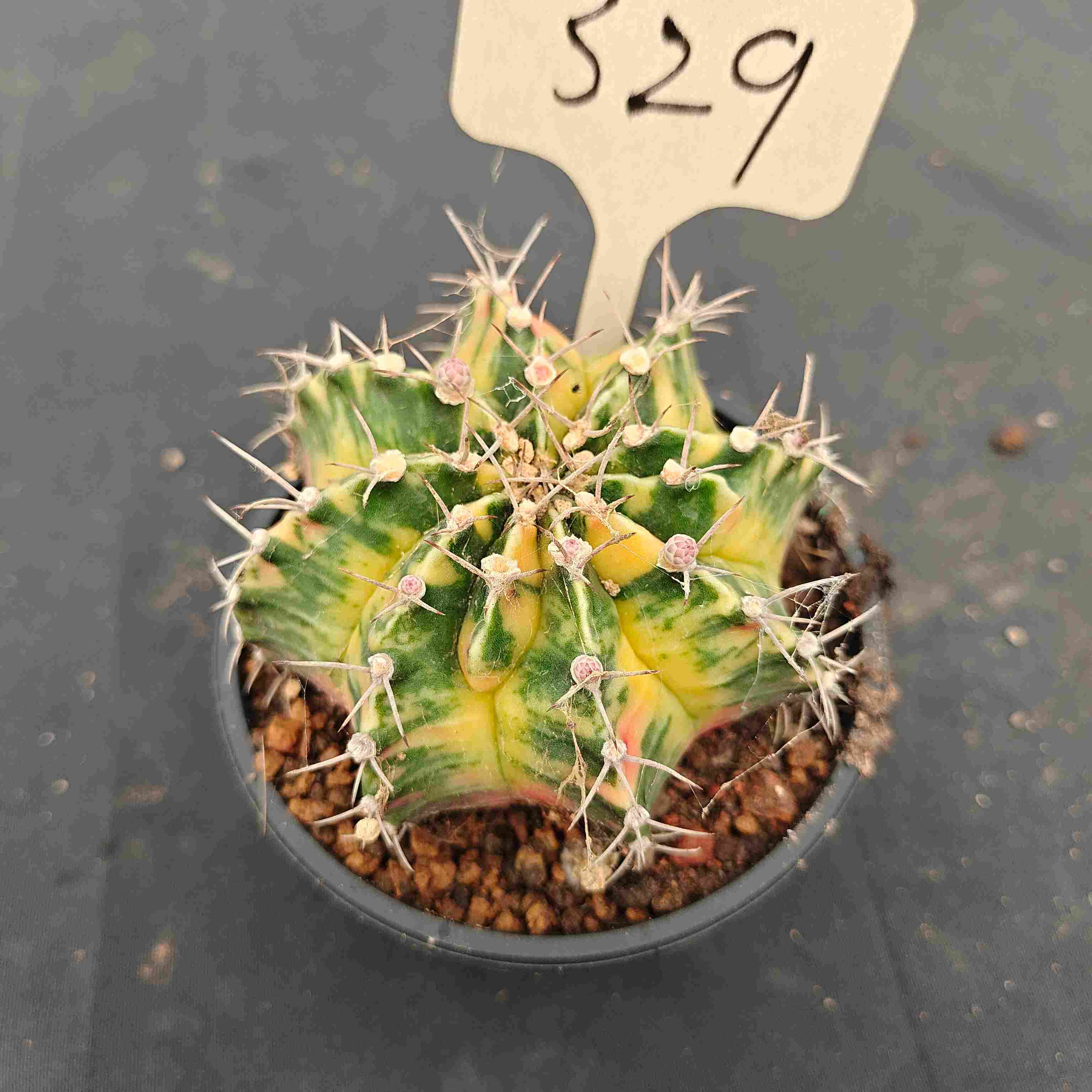 （WYSIWYG）Gymnocalycium mihanovichii var.（Thai Imported ）329