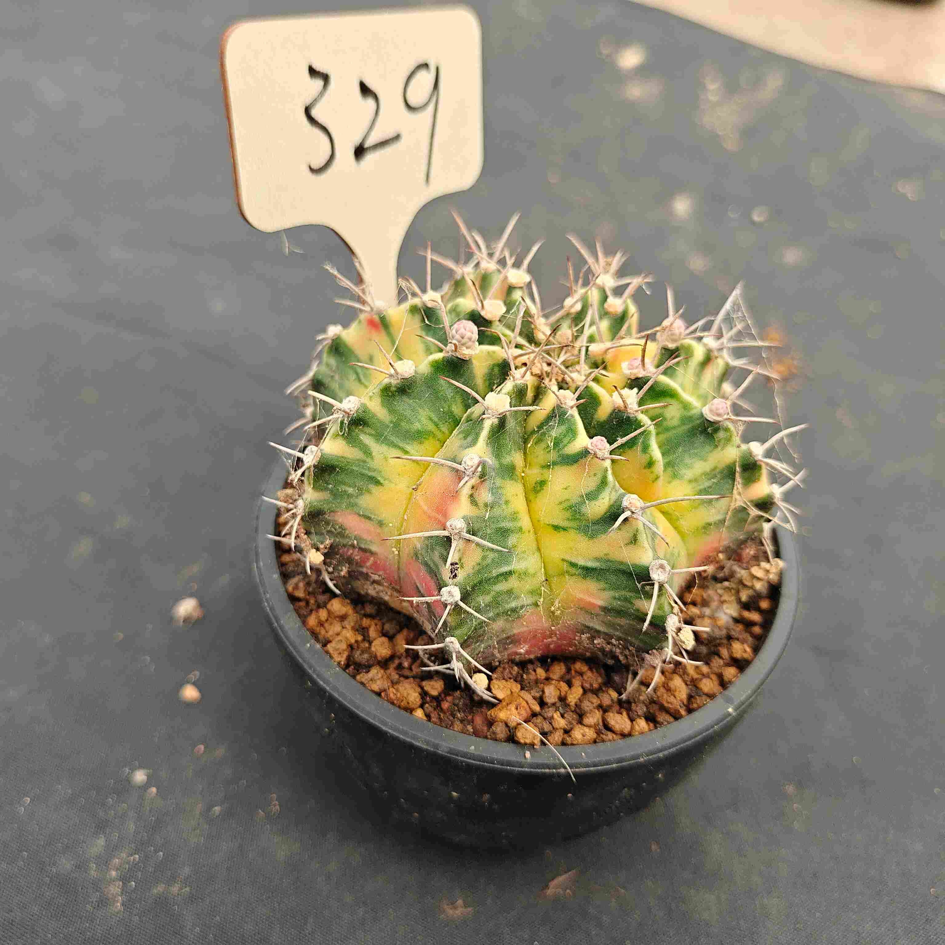 （WYSIWYG）Gymnocalycium mihanovichii var.（Thai Imported ）329