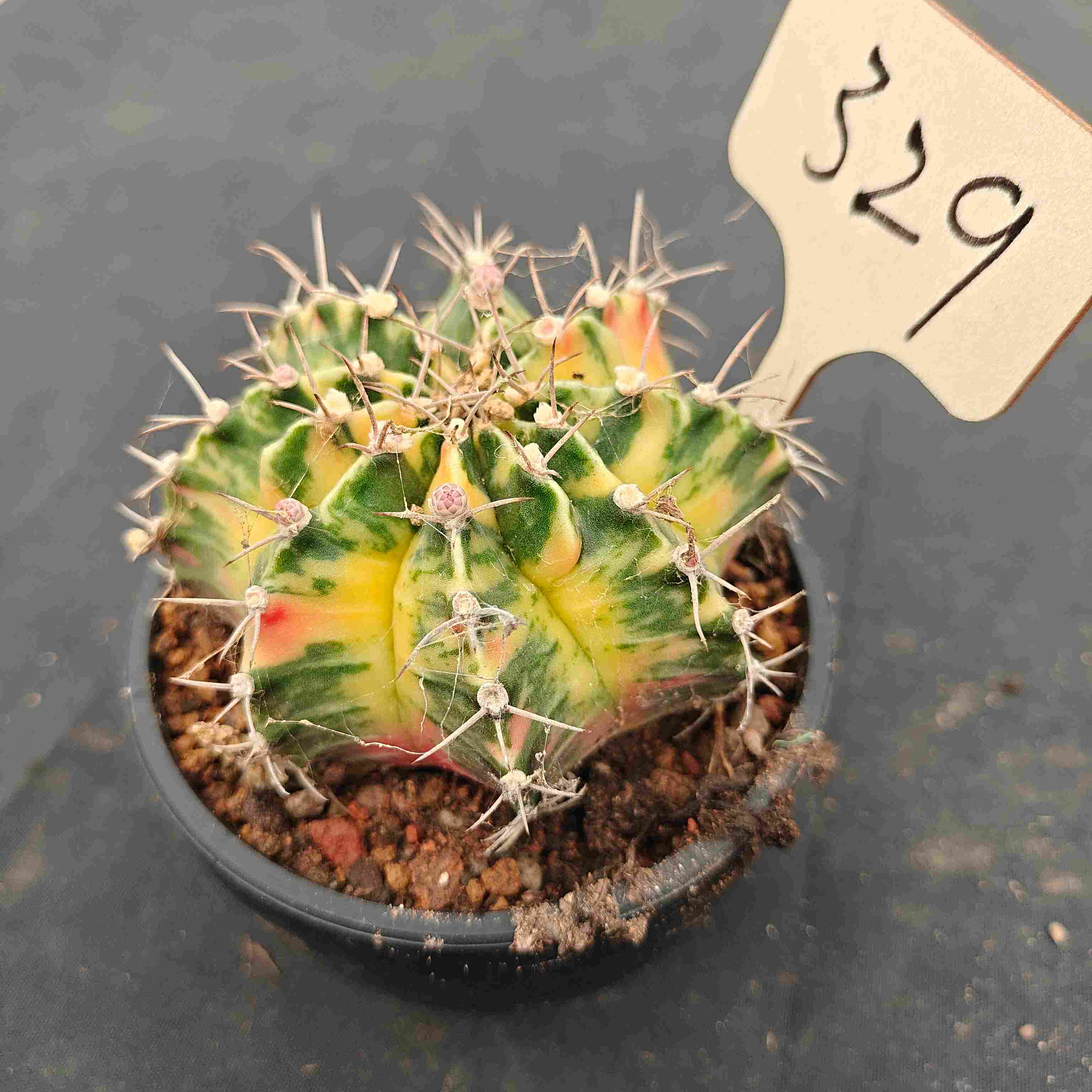 （WYSIWYG）Gymnocalycium mihanovichii var.（Thai Imported ）329