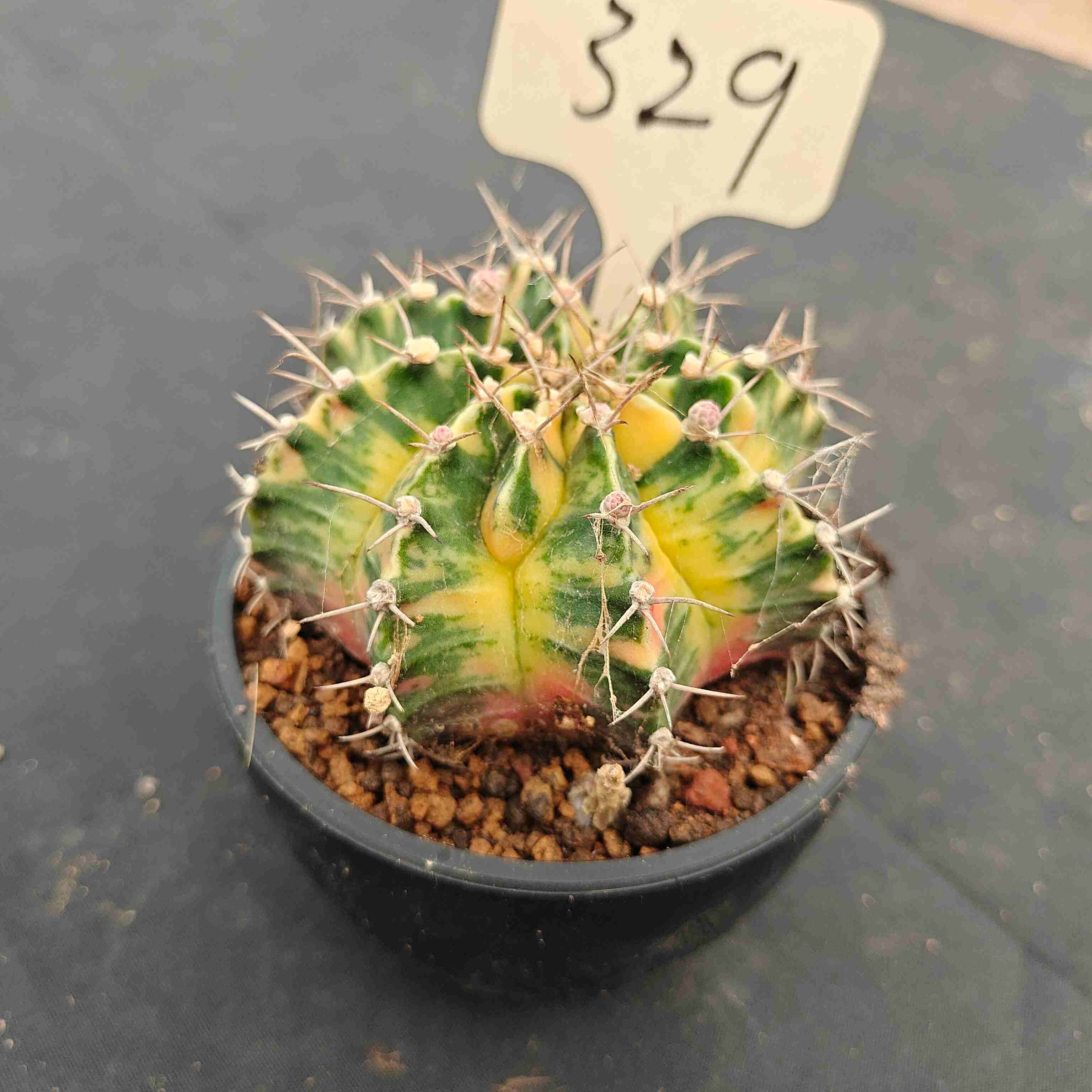 （WYSIWYG）Gymnocalycium mihanovichii var.（Thai Imported ）329