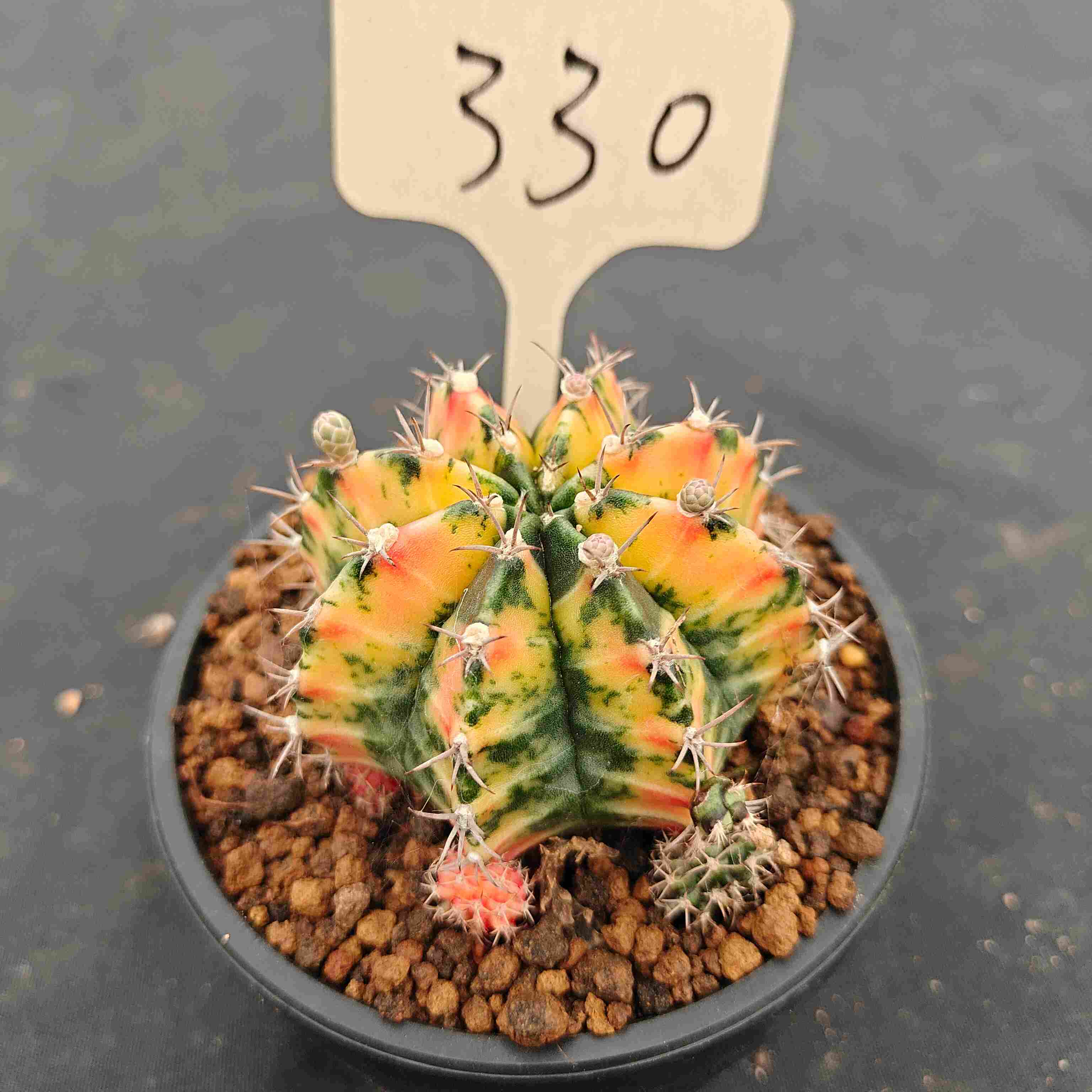 （WYSIWYG）Gymnocalycium mihanovichii var.（Thai Imported ）330