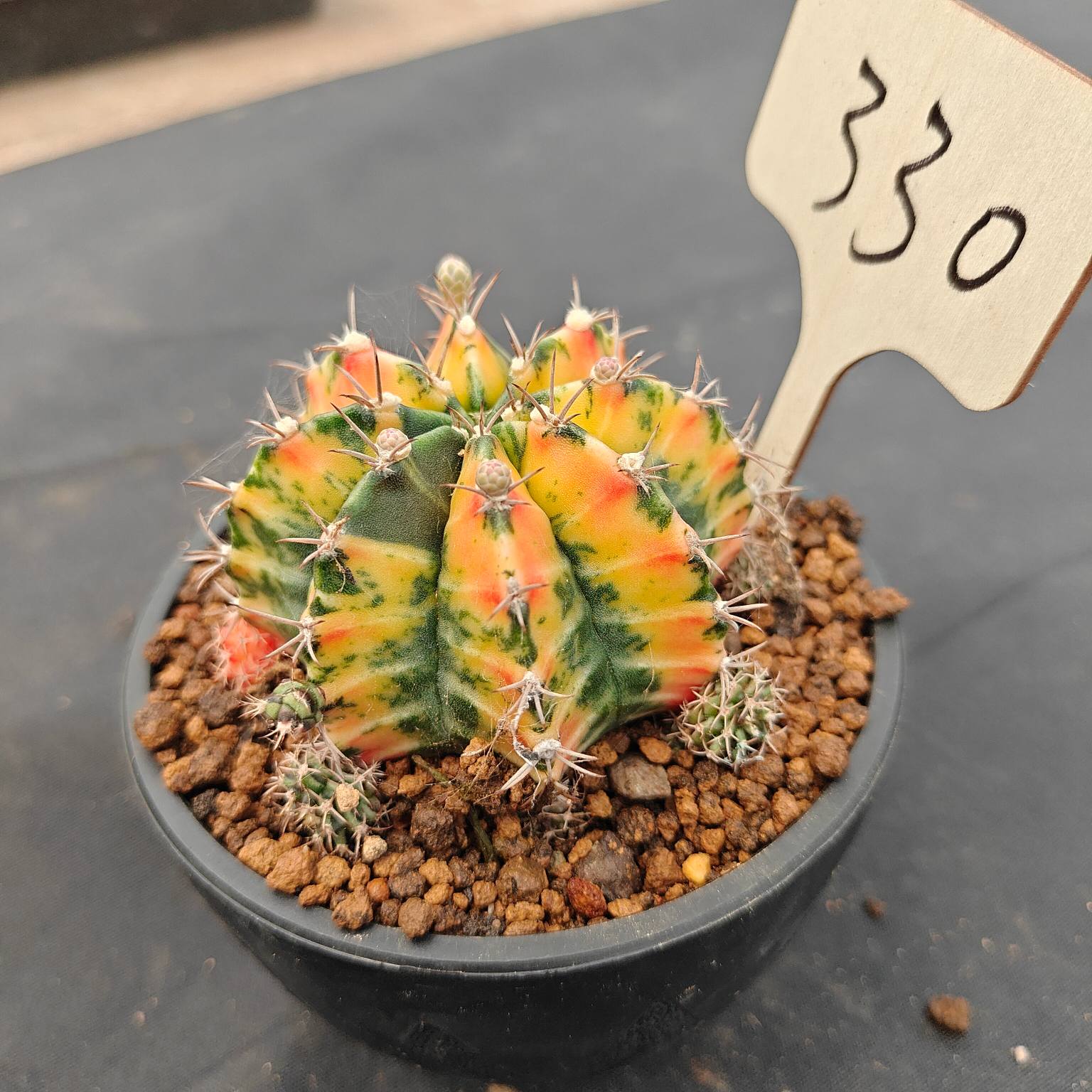 （WYSIWYG）Gymnocalycium mihanovichii var.（Thai Imported ）330
