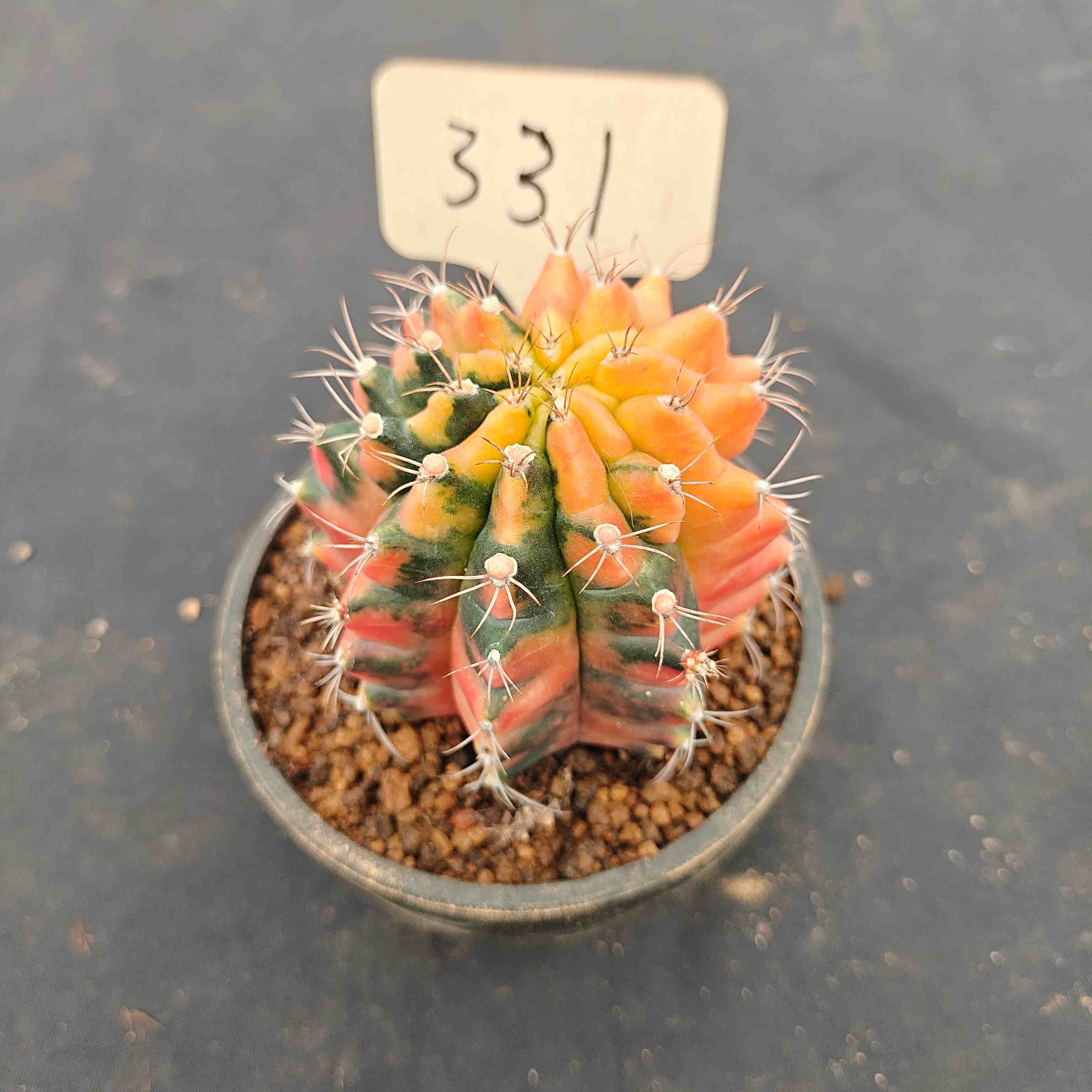 （WYSIWYG）Gymnocalycium mihanovichii var.（Thai Imported ）331