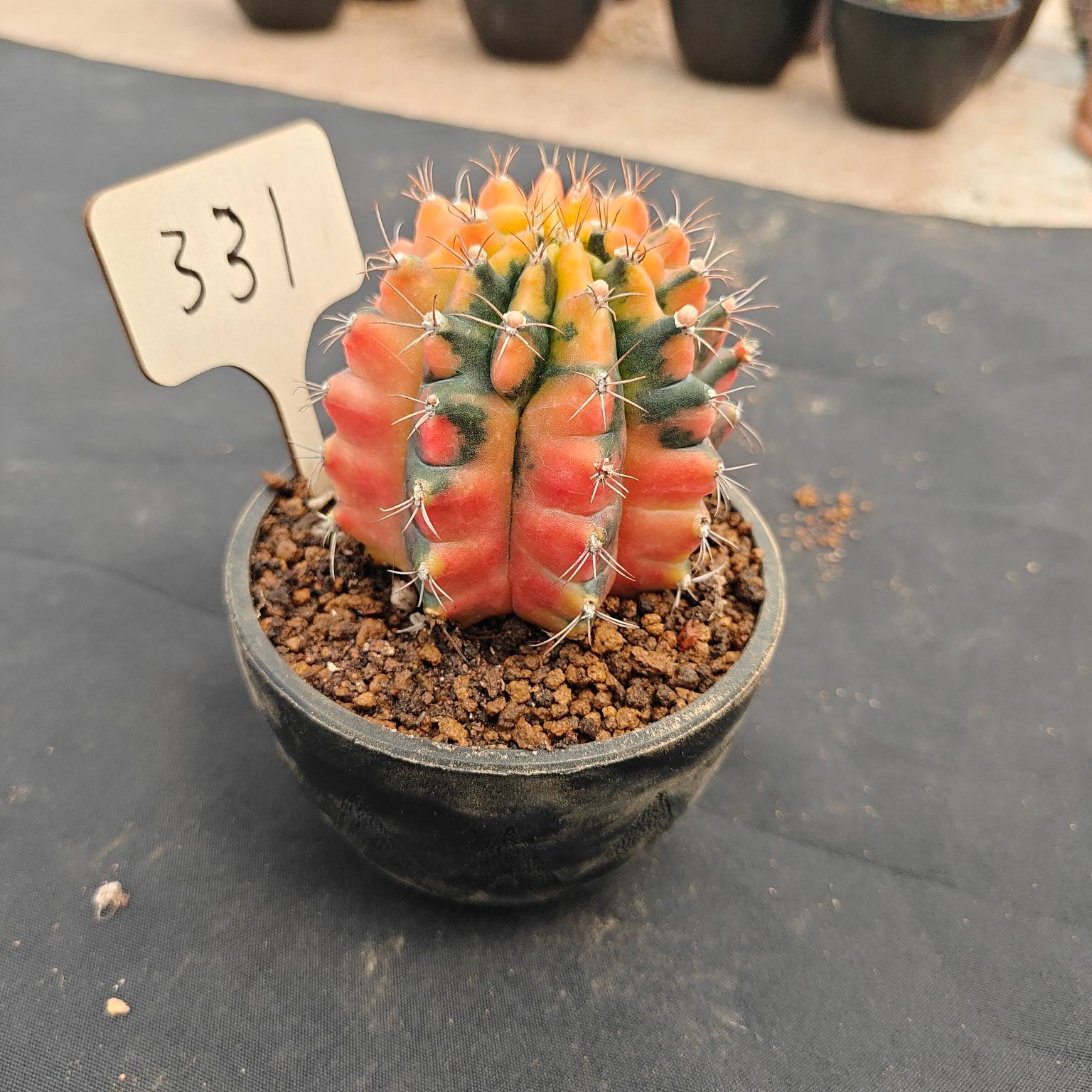 （WYSIWYG）Gymnocalycium mihanovichii var.（Thai Imported ）331