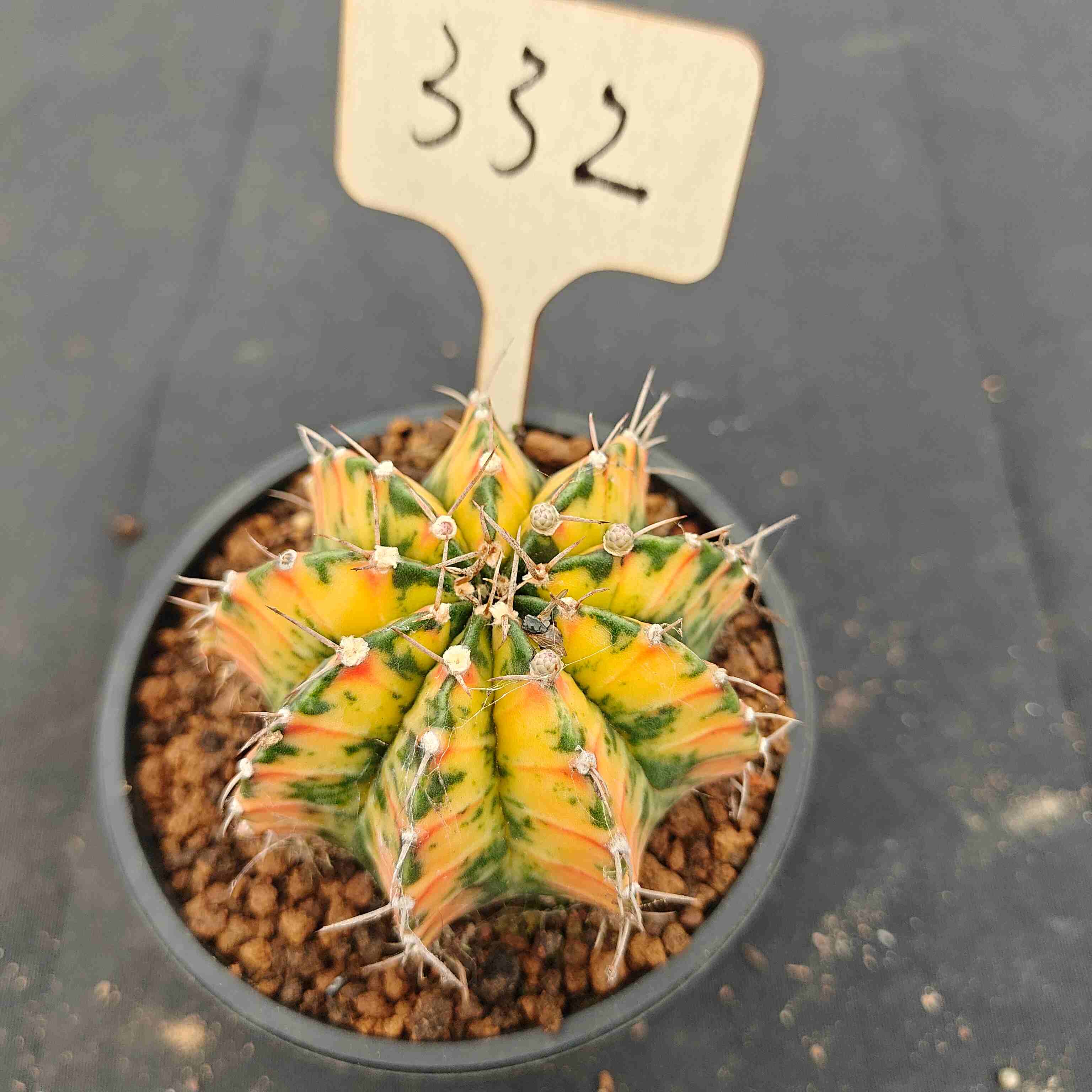 （WYSIWYG）Gymnocalycium mihanovichii var.（Thai Imported ）332