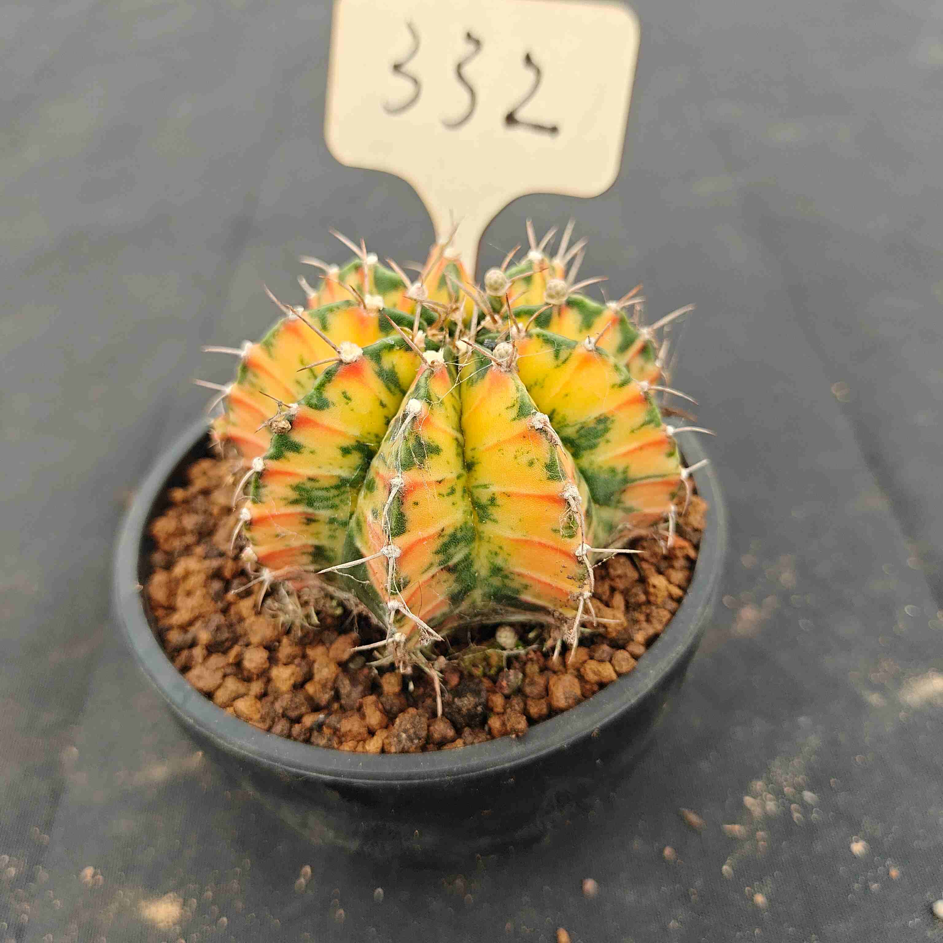 （WYSIWYG）Gymnocalycium mihanovichii var.（Thai Imported ）332