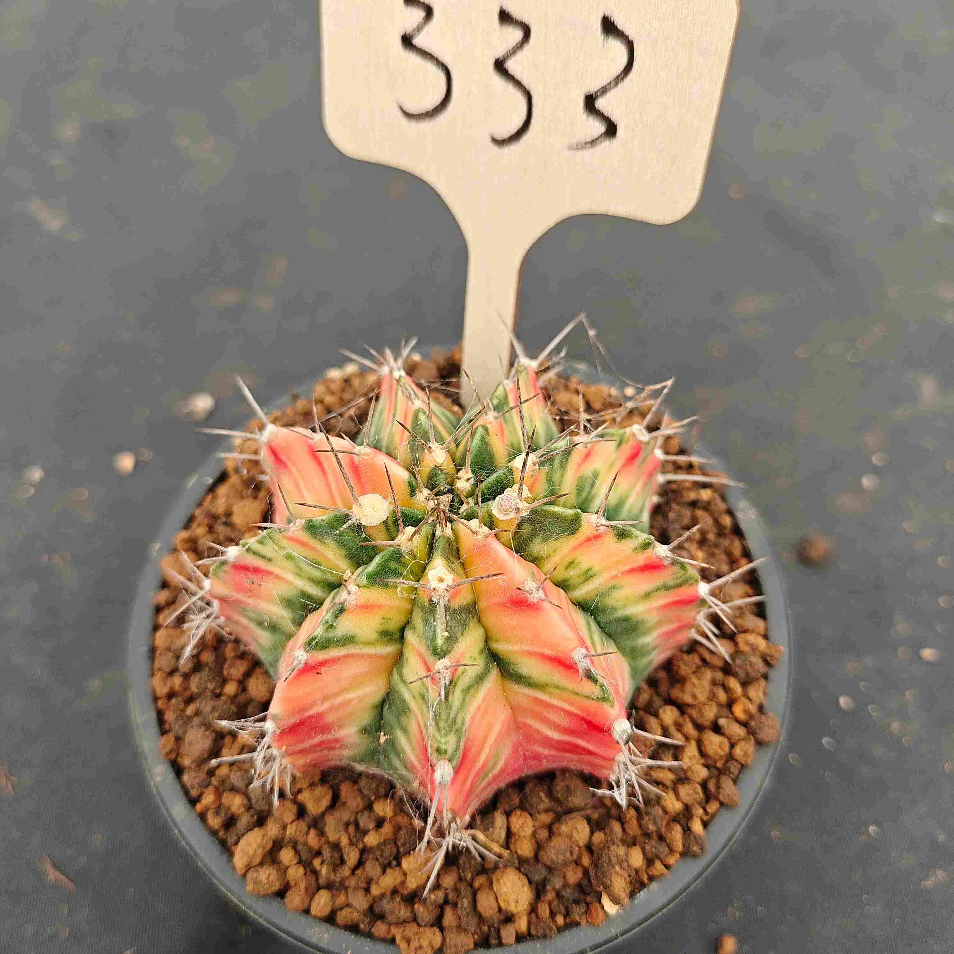 （WYSIWYG）Gymnocalycium mihanovichii var.（Thai Imported ）333