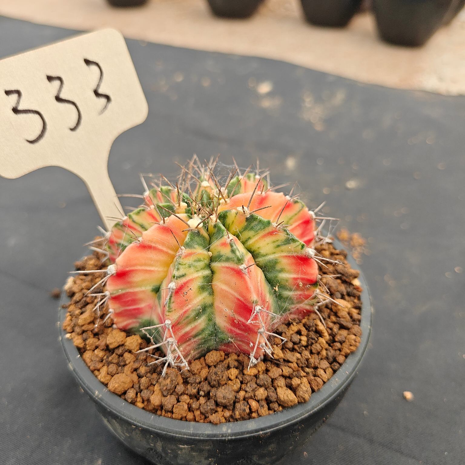 （WYSIWYG）Gymnocalycium mihanovichii var.（Thai Imported ）333