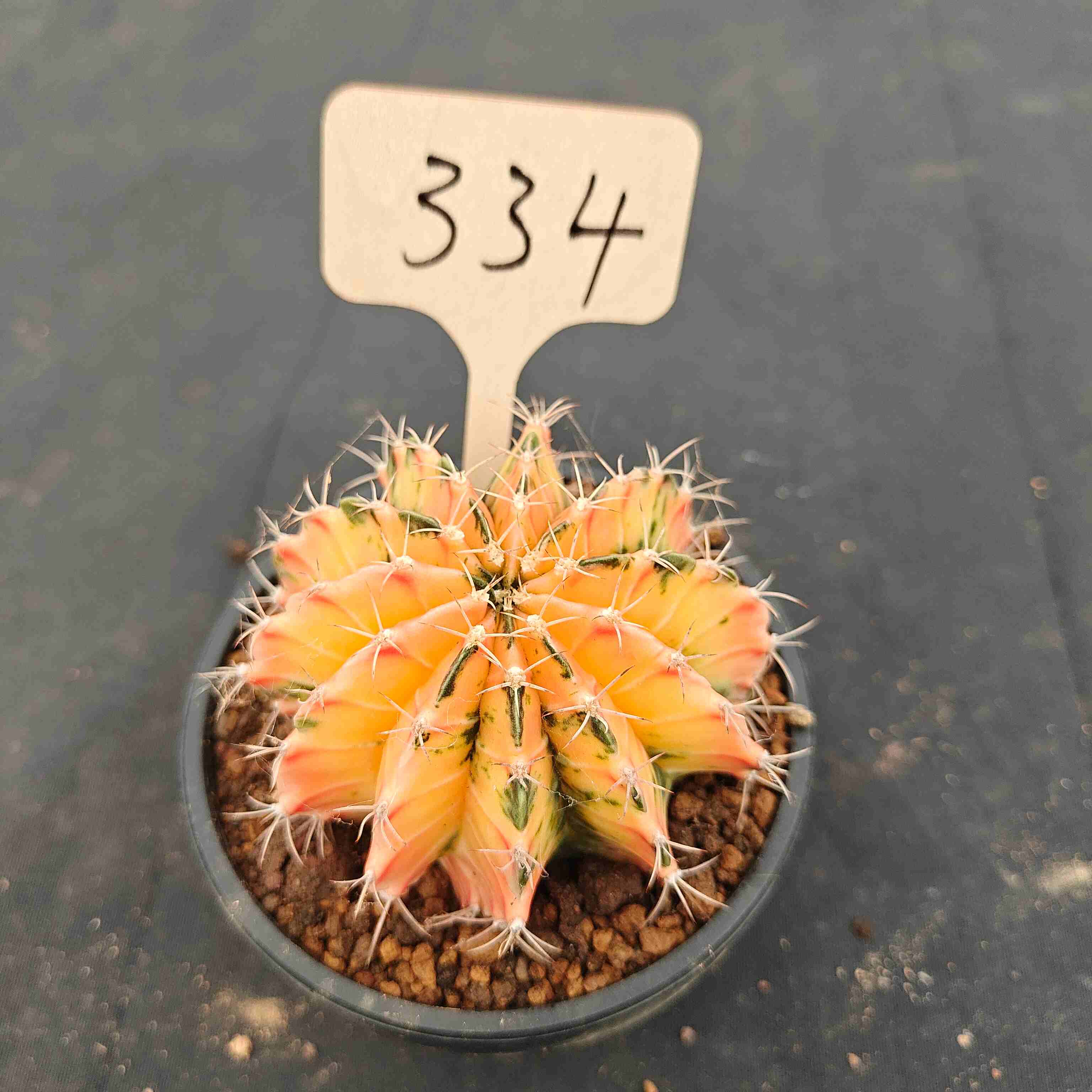 （WYSIWYG）Gymnocalycium mihanovichii var.（Thai Imported ）334