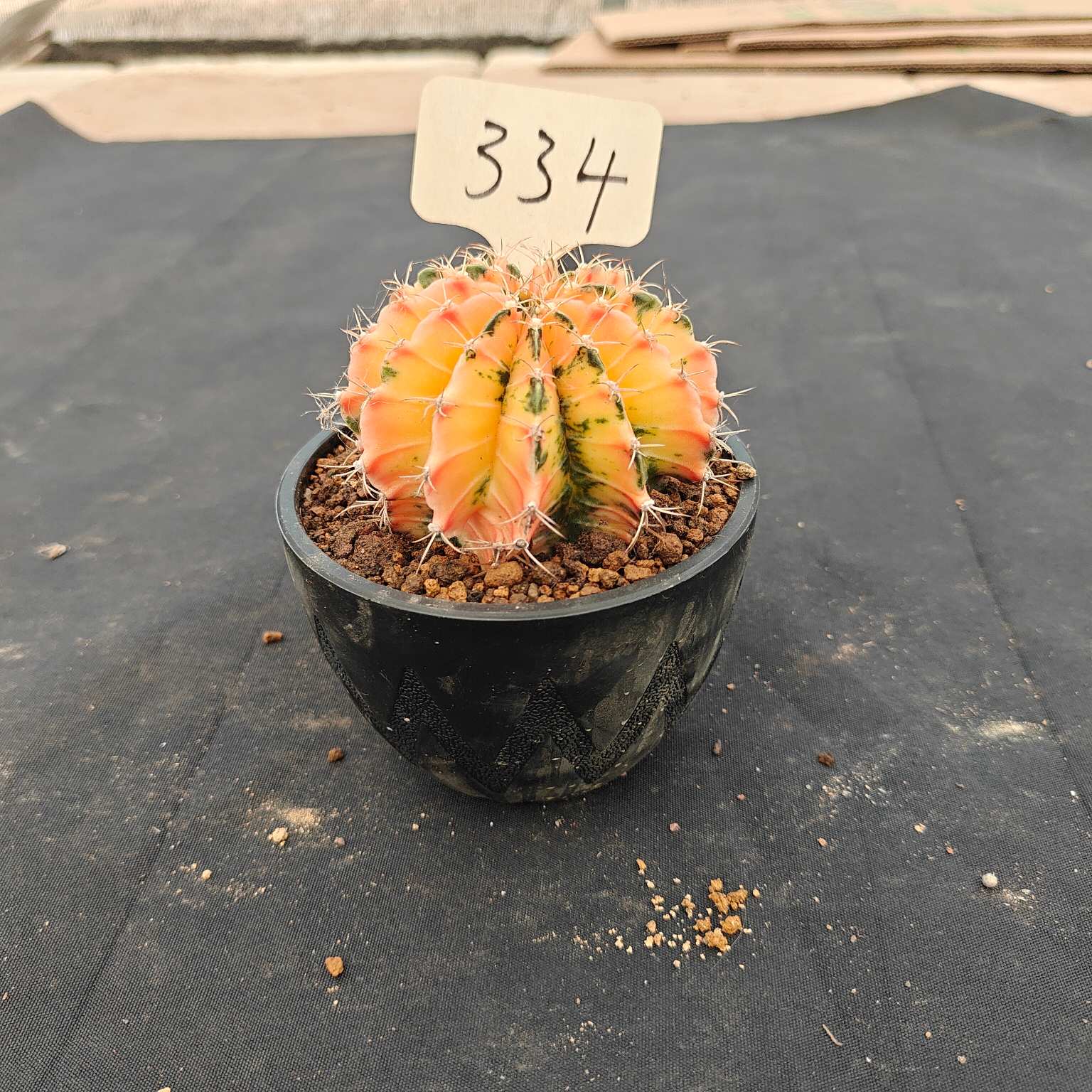 （WYSIWYG）Gymnocalycium mihanovichii var.（Thai Imported ）334