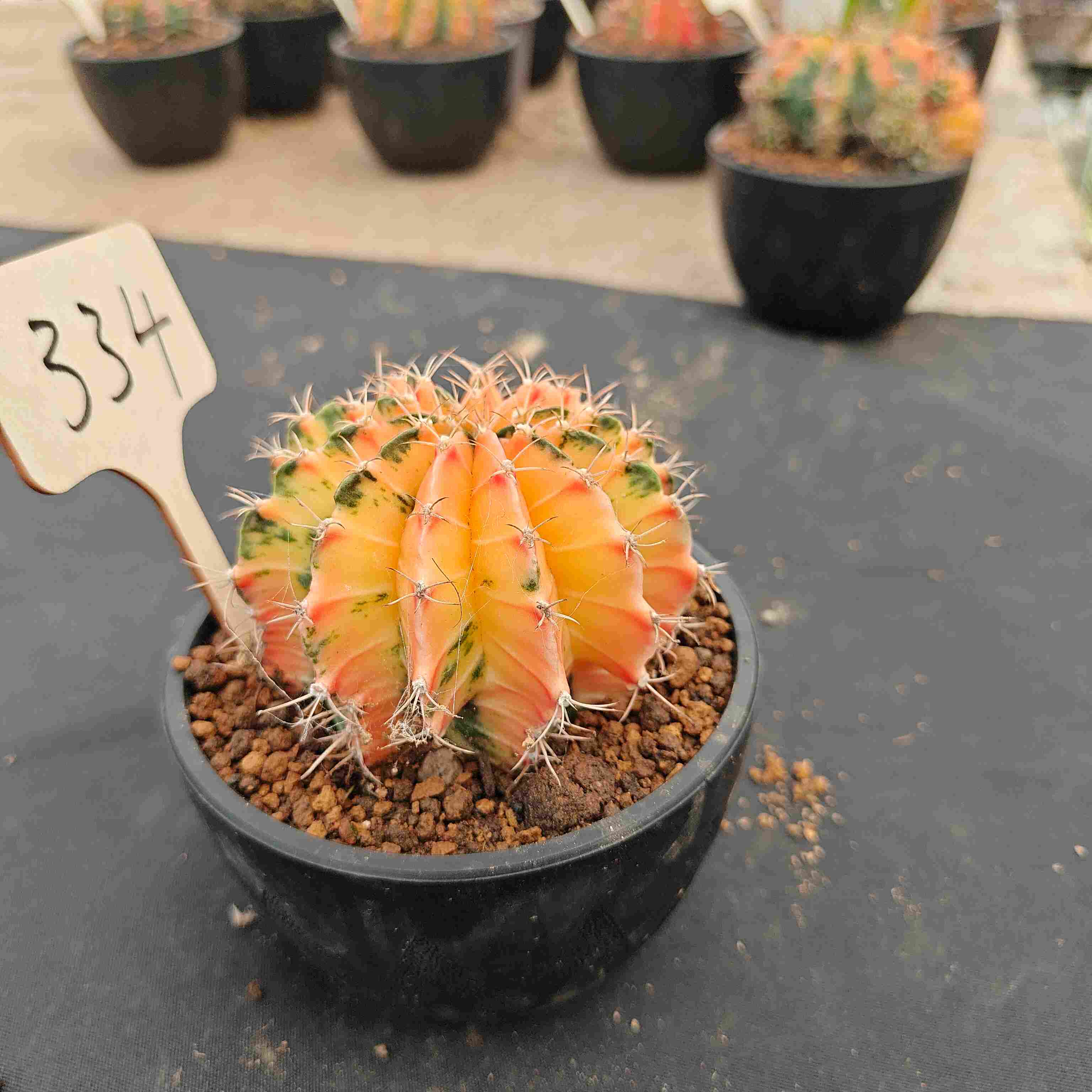 （WYSIWYG）Gymnocalycium mihanovichii var.（Thai Imported ）334