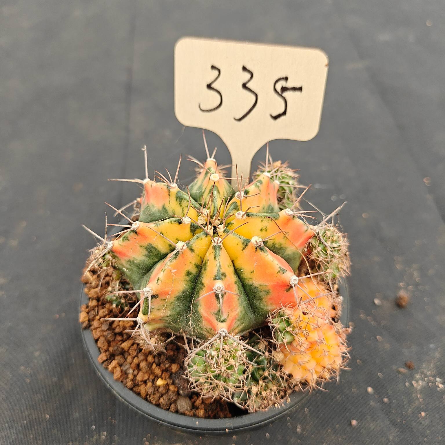 （WYSIWYG）Gymnocalycium mihanovichii var.（Thai Imported ）335