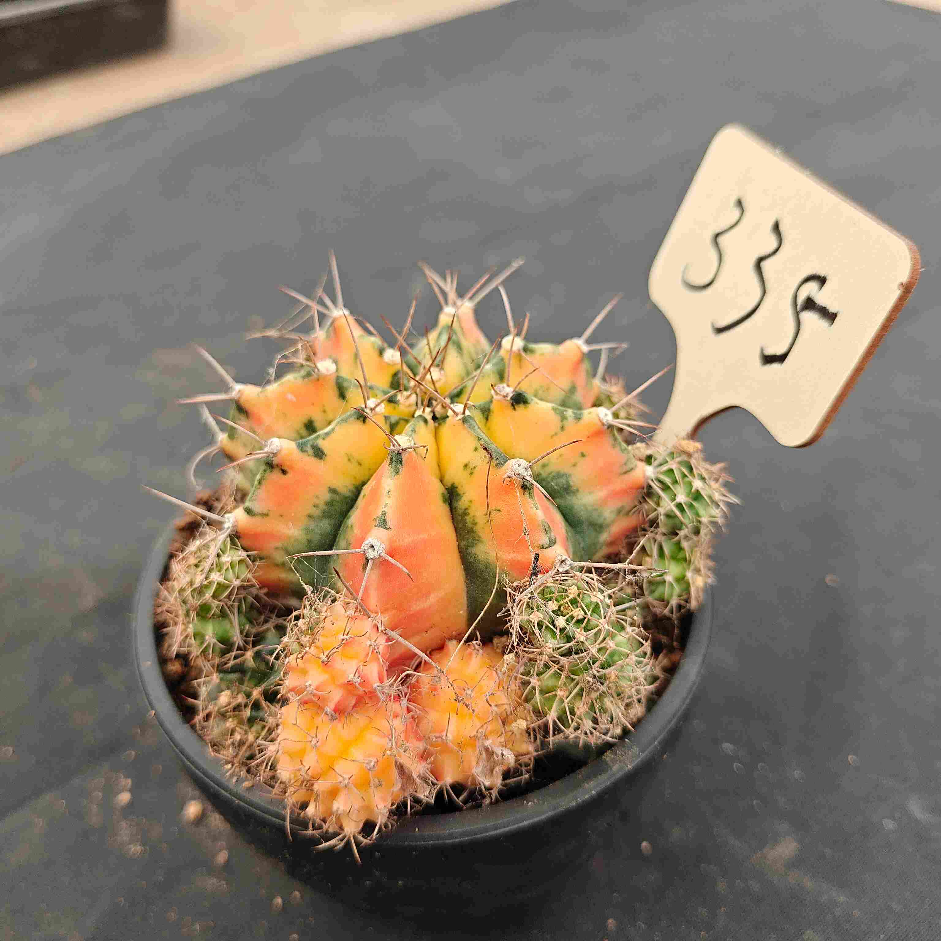 （WYSIWYG）Gymnocalycium mihanovichii var.（Thai Imported ）335