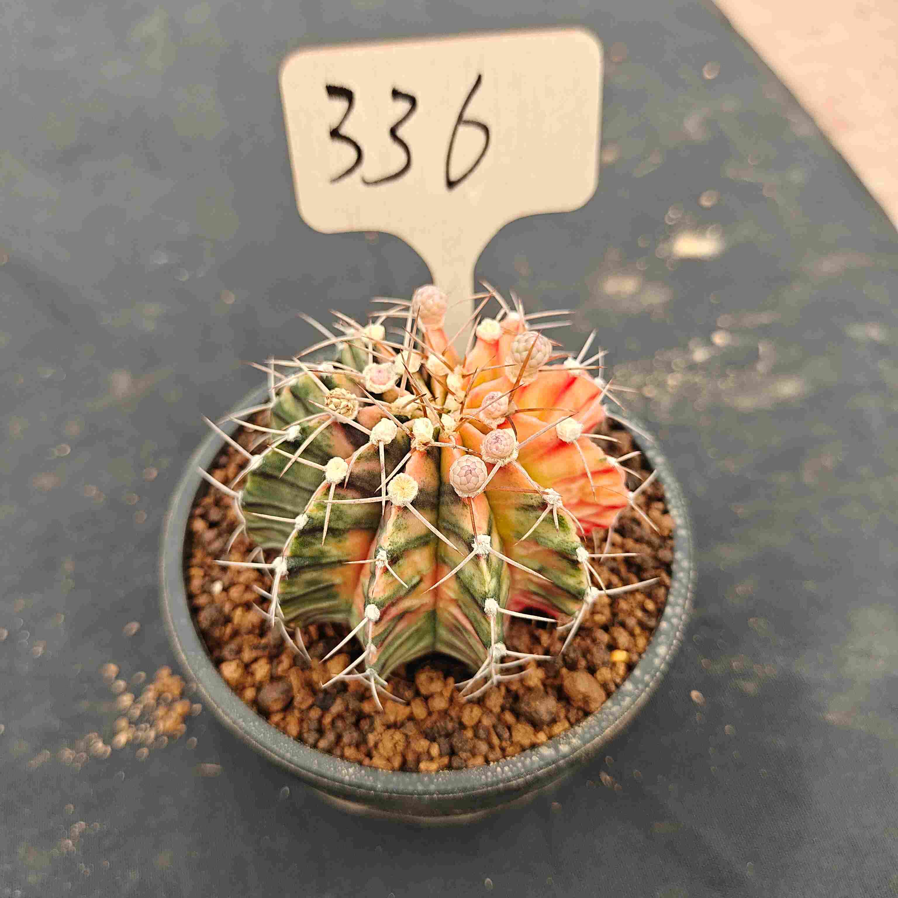 （WYSIWYG）Gymnocalycium mihanovichii var.（Thai Imported ）336