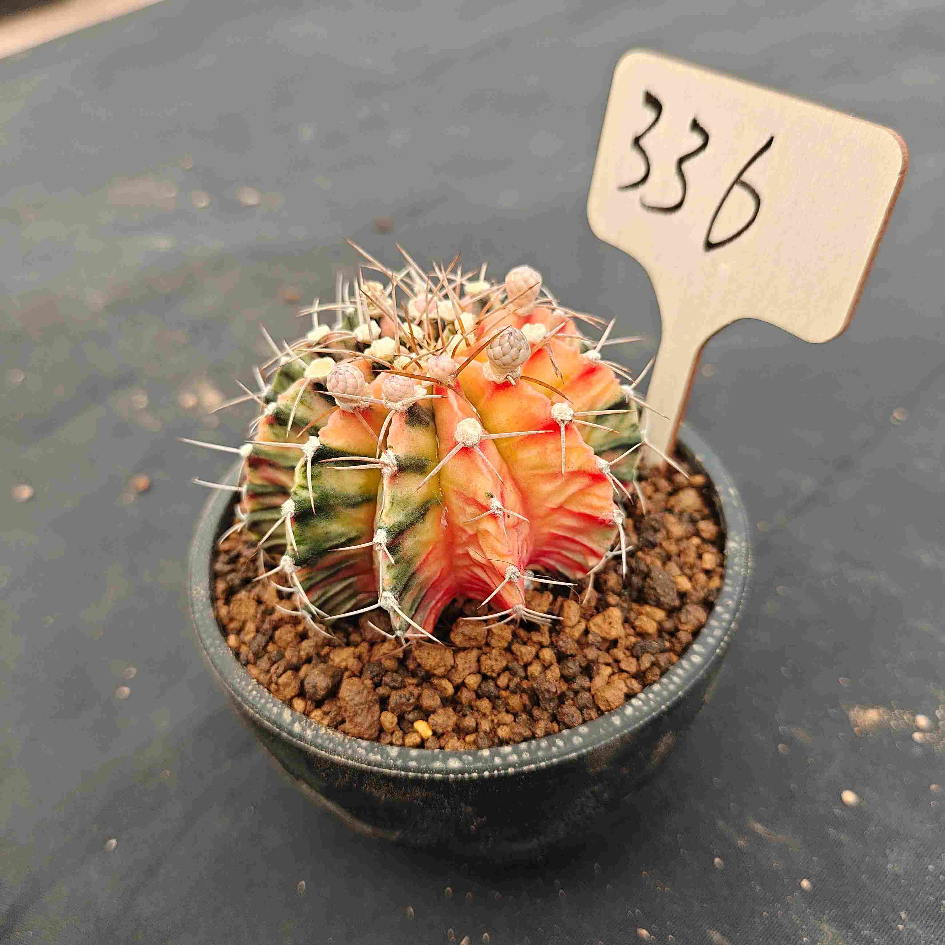 （WYSIWYG）Gymnocalycium mihanovichii var.（Thai Imported ）336