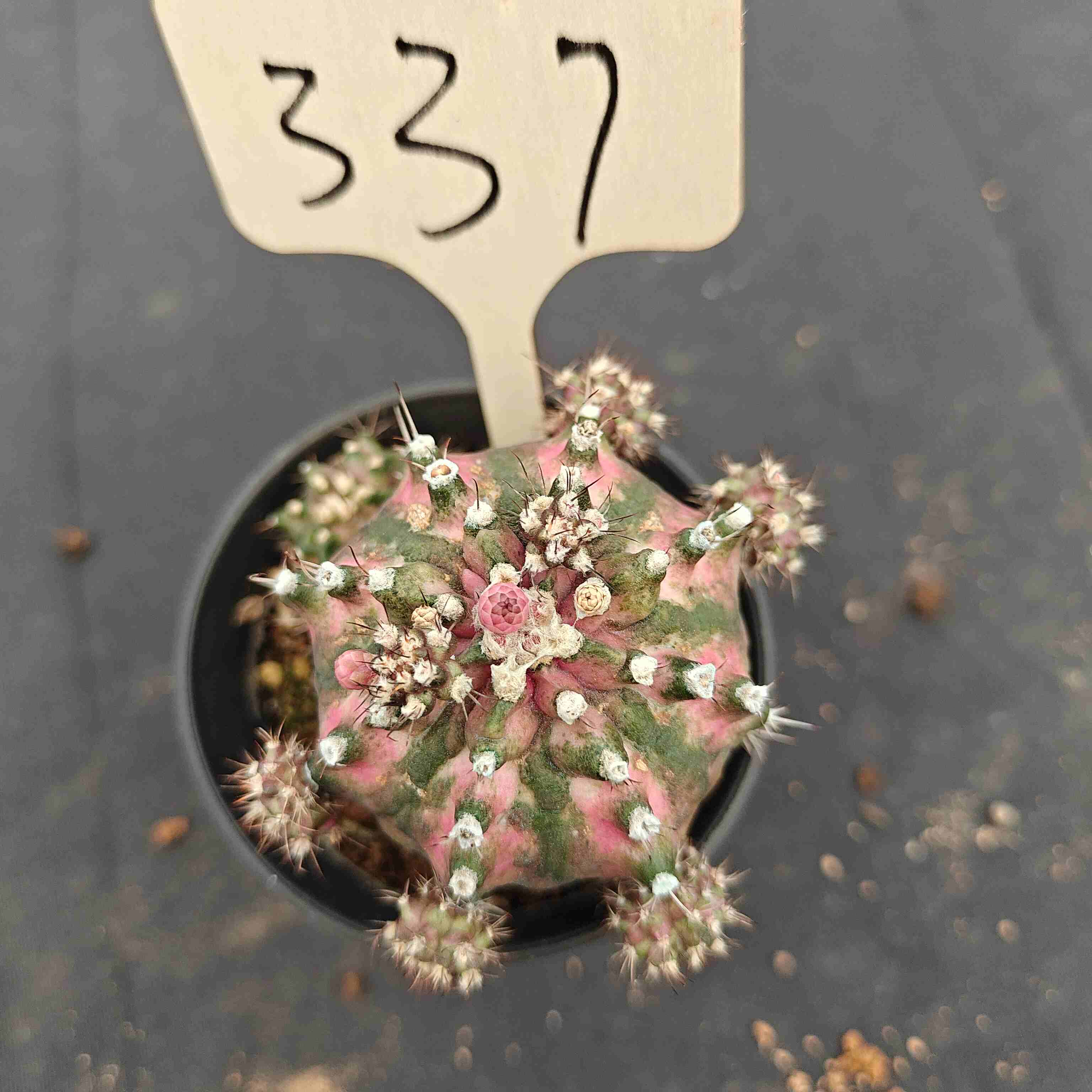 （WYSIWYG）Gymnocalycium mihanovichii .（Poseidon）337