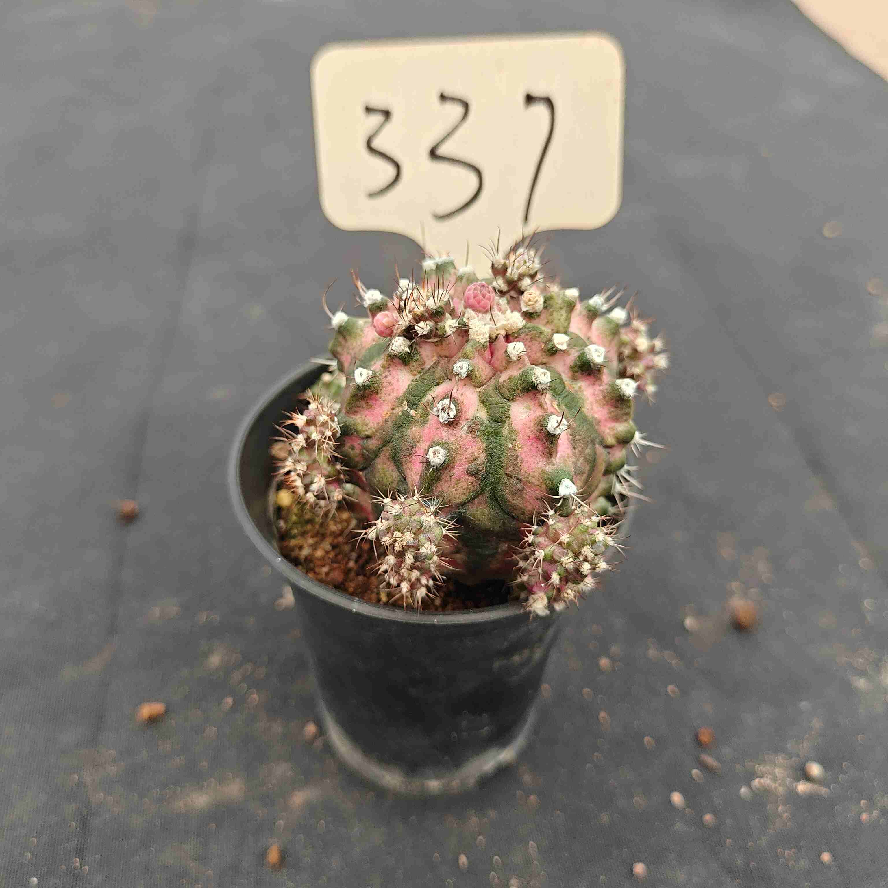 （WYSIWYG）Gymnocalycium mihanovichii .（Poseidon）337