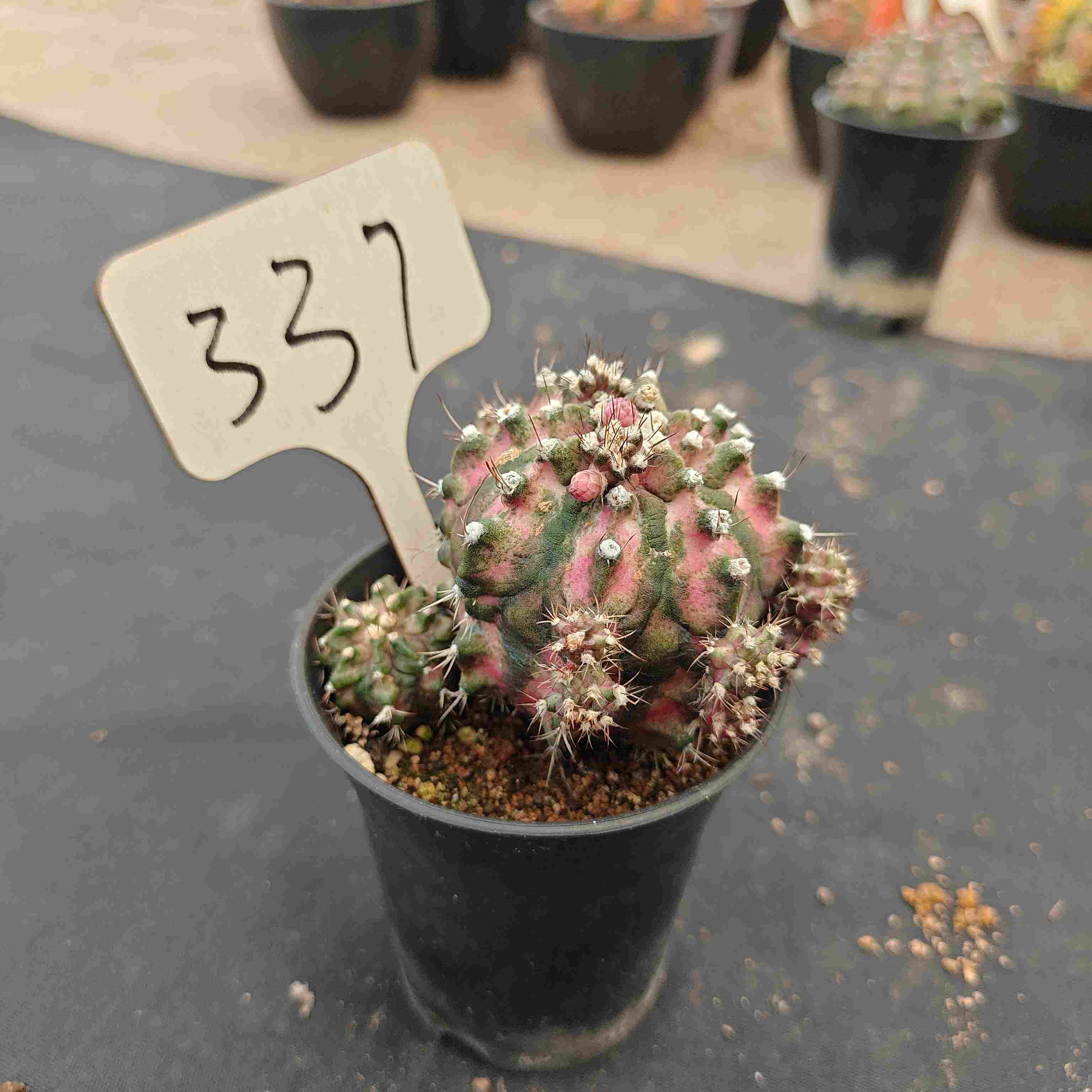 （WYSIWYG）Gymnocalycium mihanovichii .（Poseidon）337