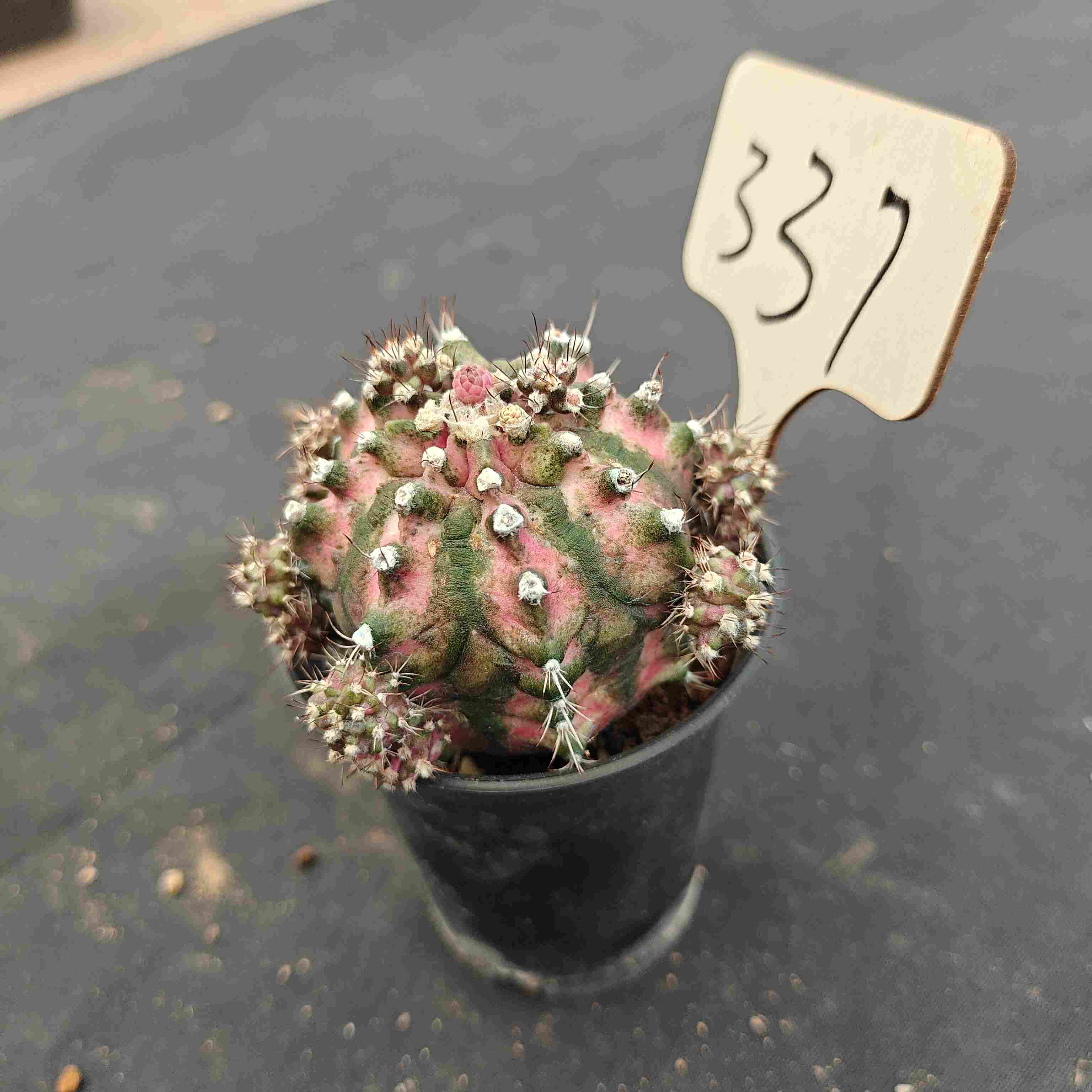 （WYSIWYG）Gymnocalycium mihanovichii .（Poseidon）337