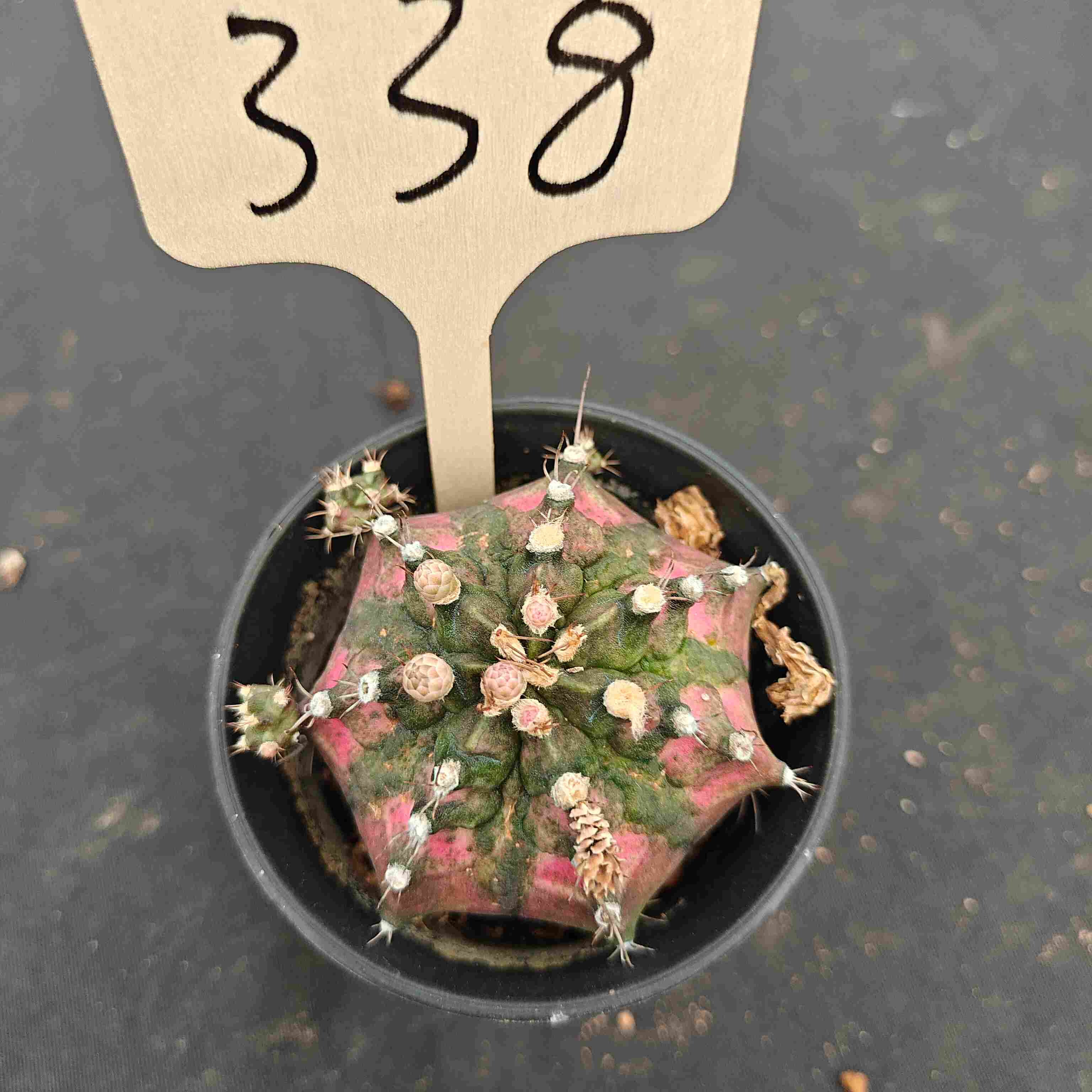 （WYSIWYG）Gymnocalycium mihanovichii .（Poseidon）338