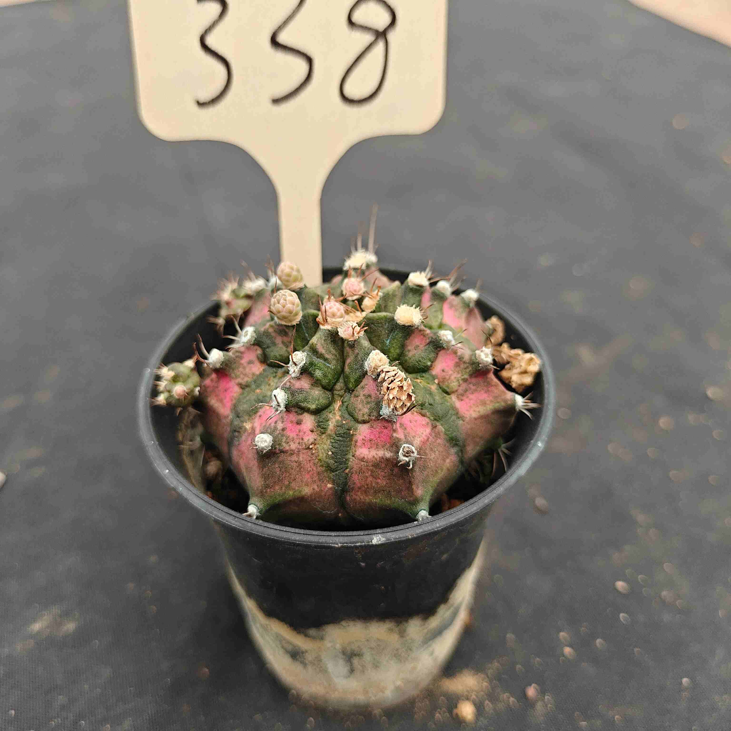 （WYSIWYG）Gymnocalycium mihanovichii .（Poseidon）338